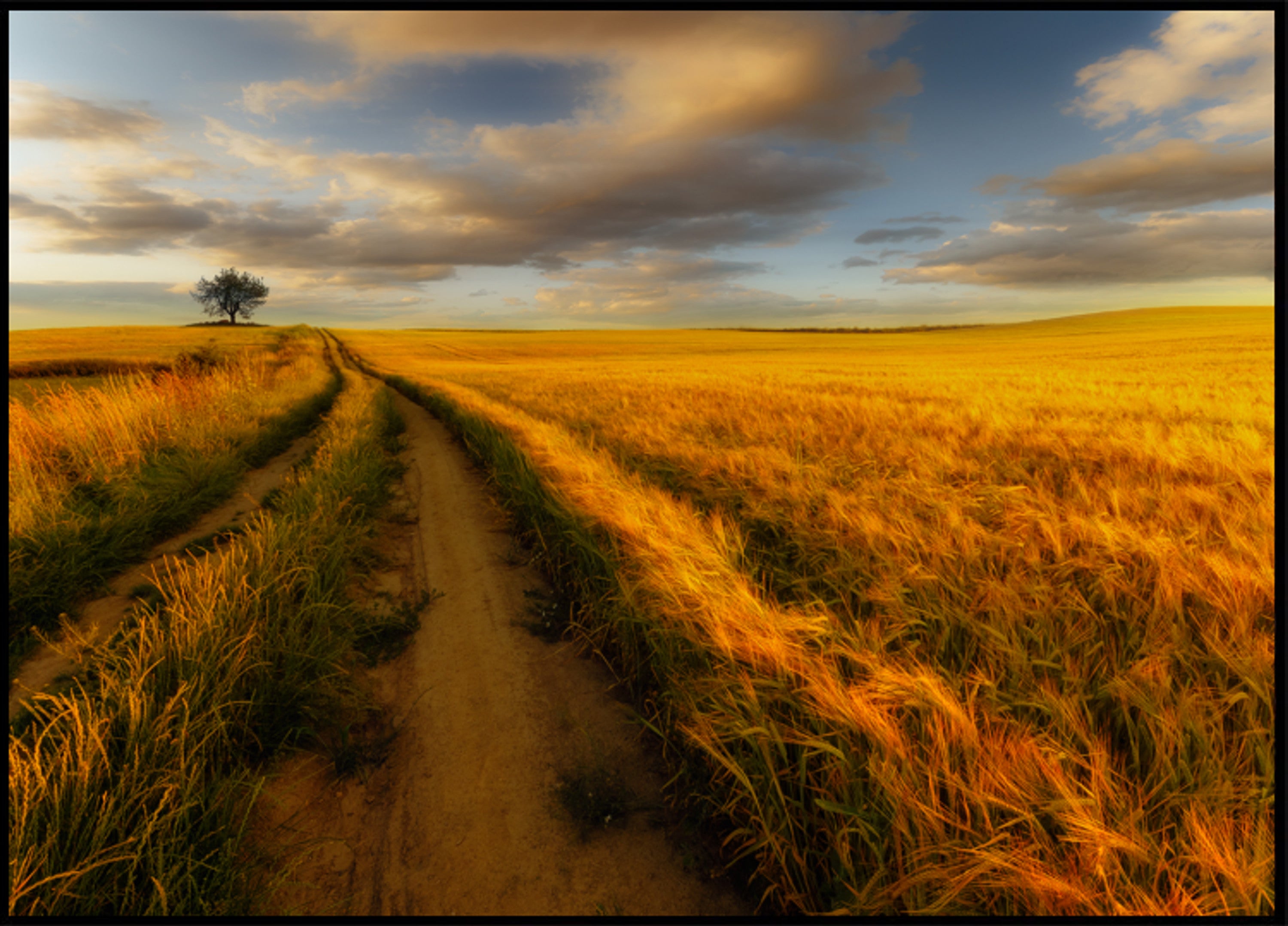 Camino del campo de trigo dorado