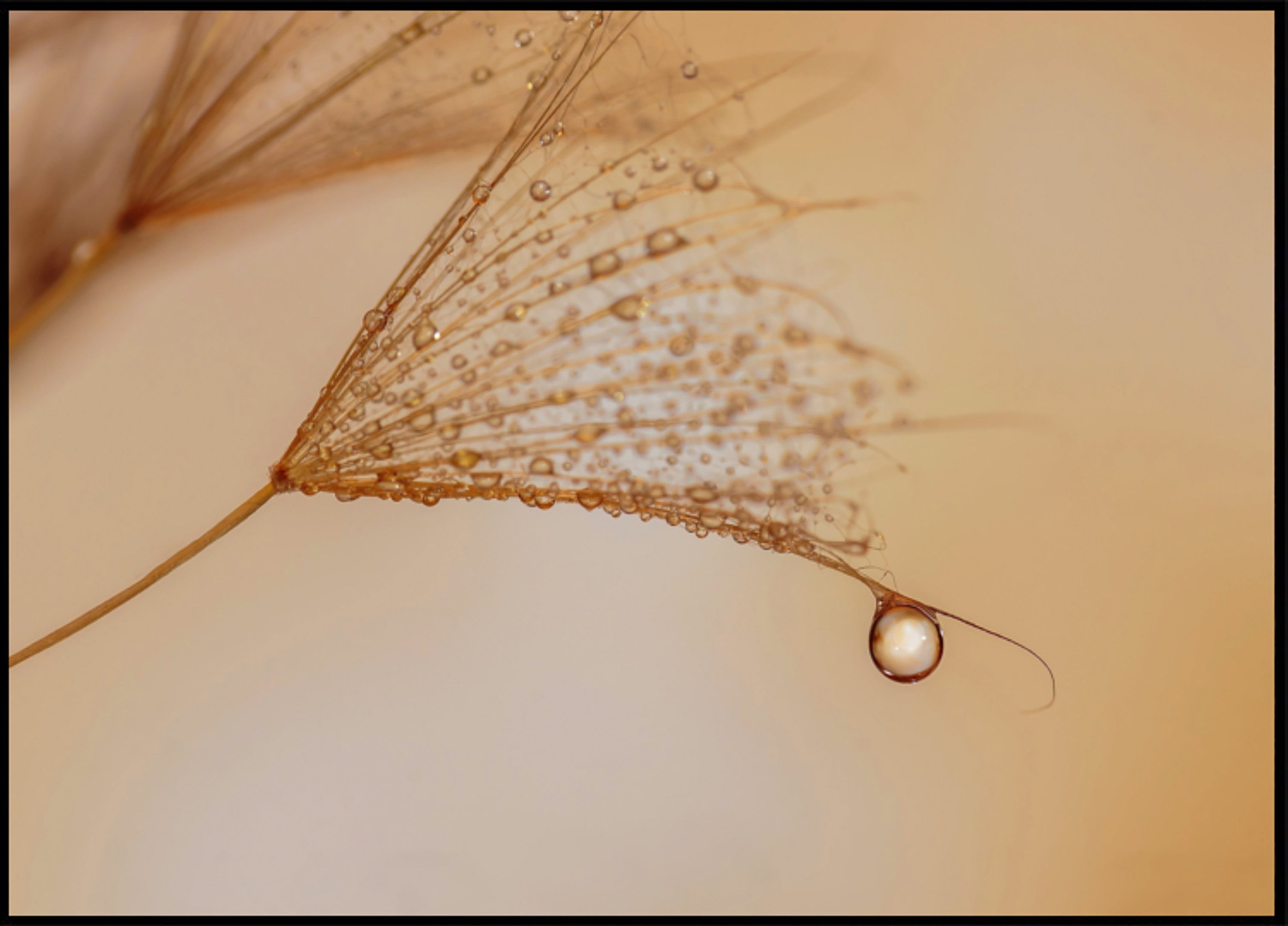Gota delicada de diente de león