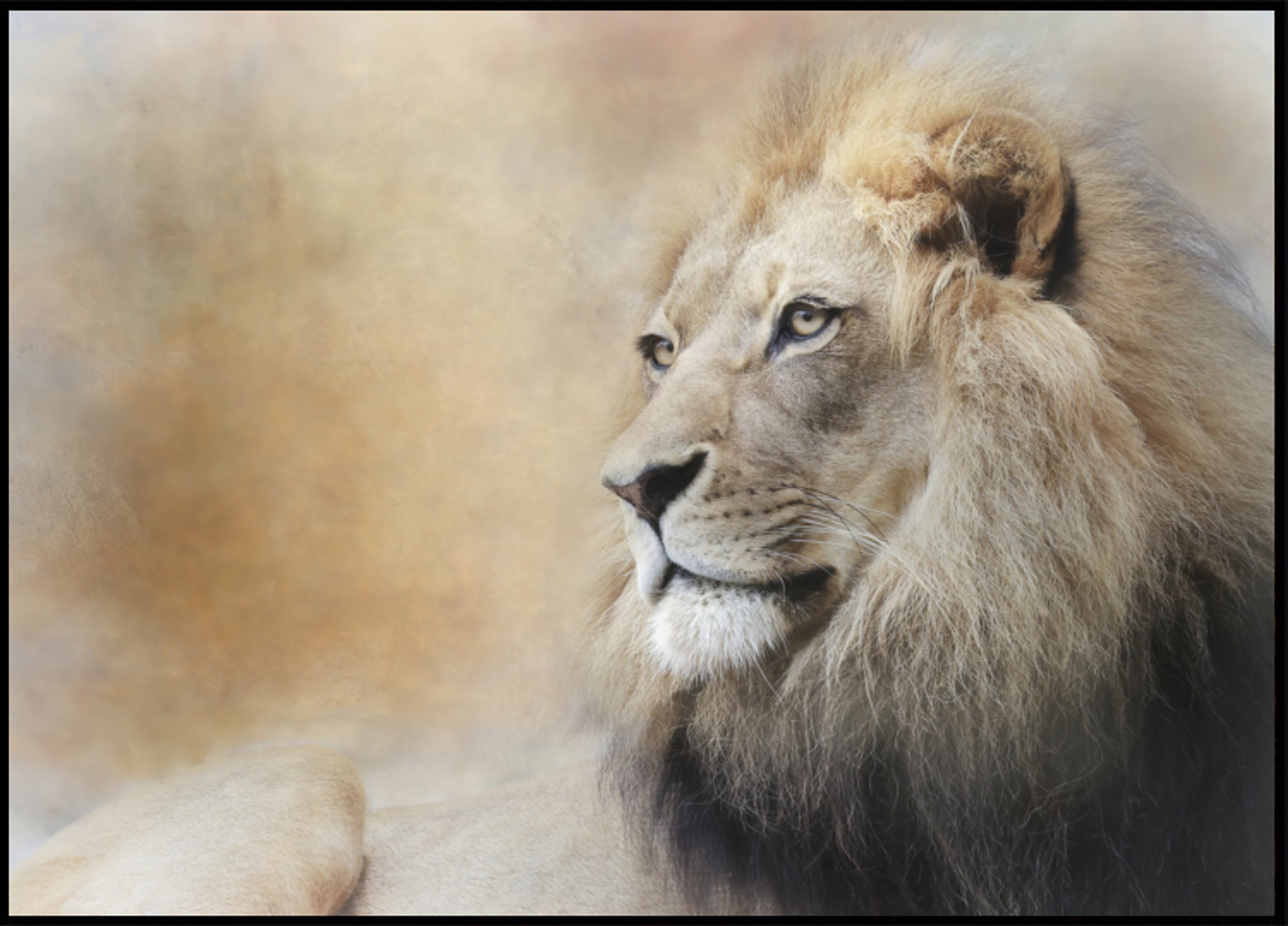Majestuosa mirada del león