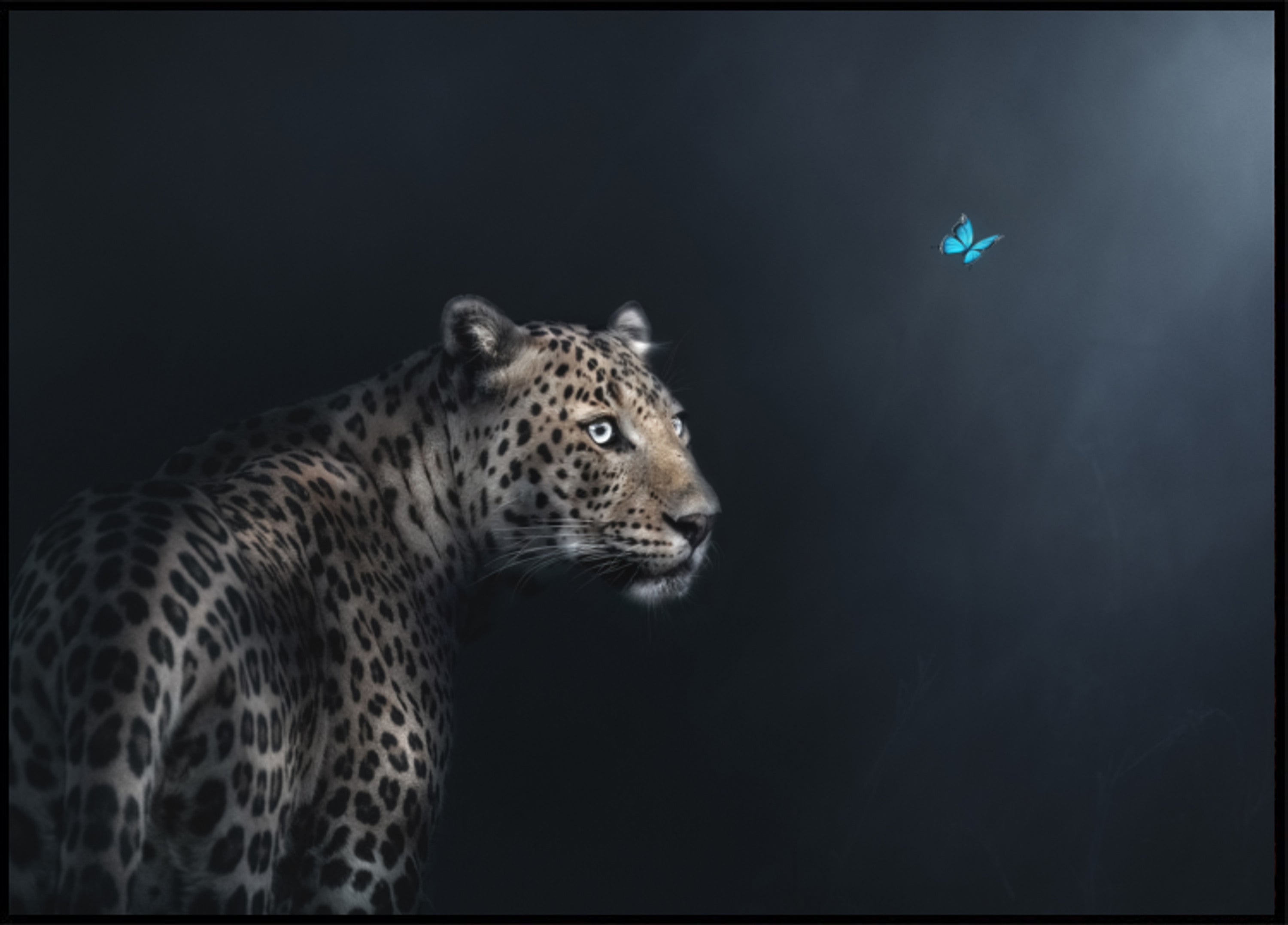 Gasa Mariposa Leopardo