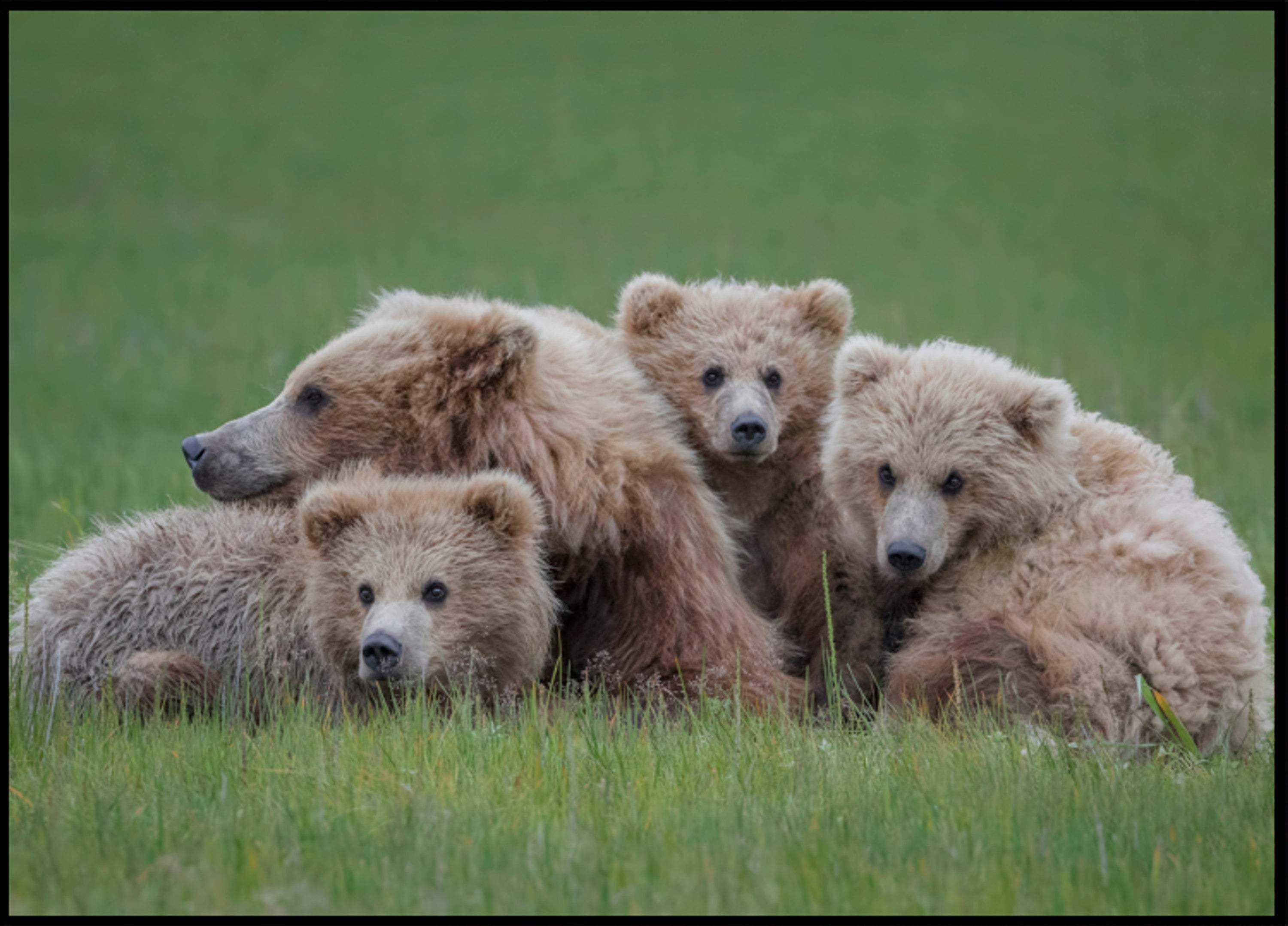 Familia del oso pardo