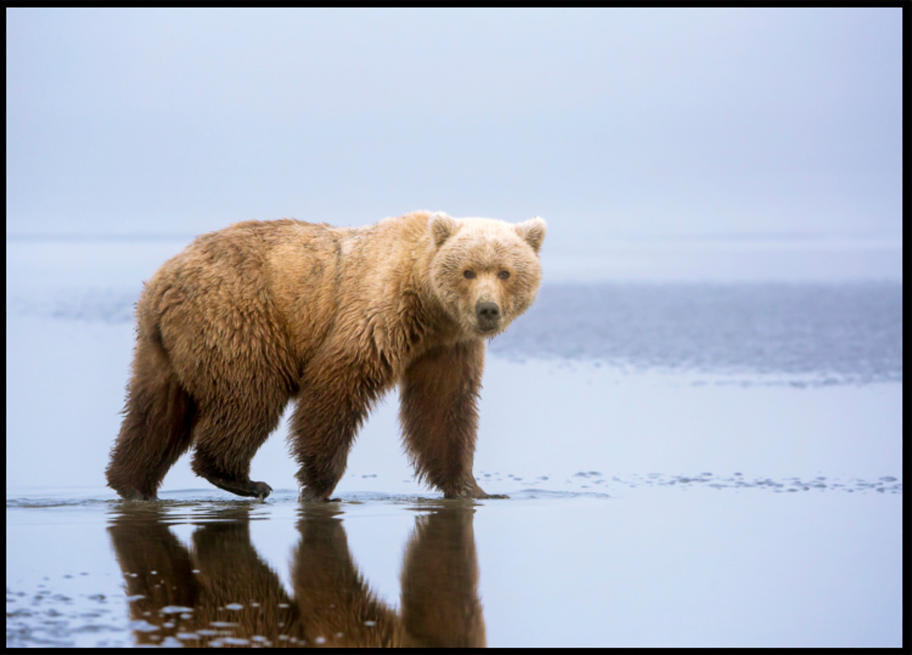 Reflejo del oso pardo