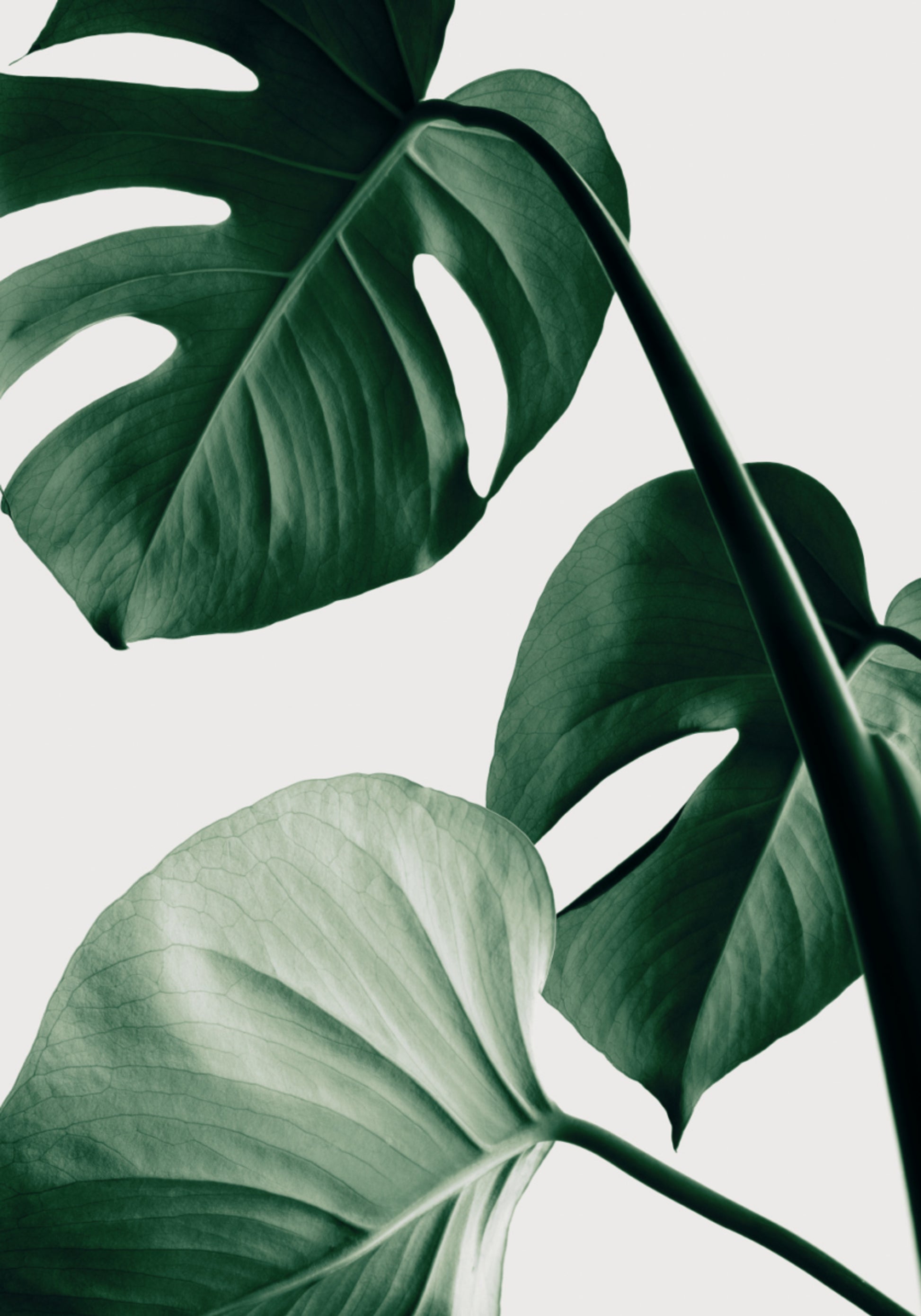 Exuberantes hojas de monstera