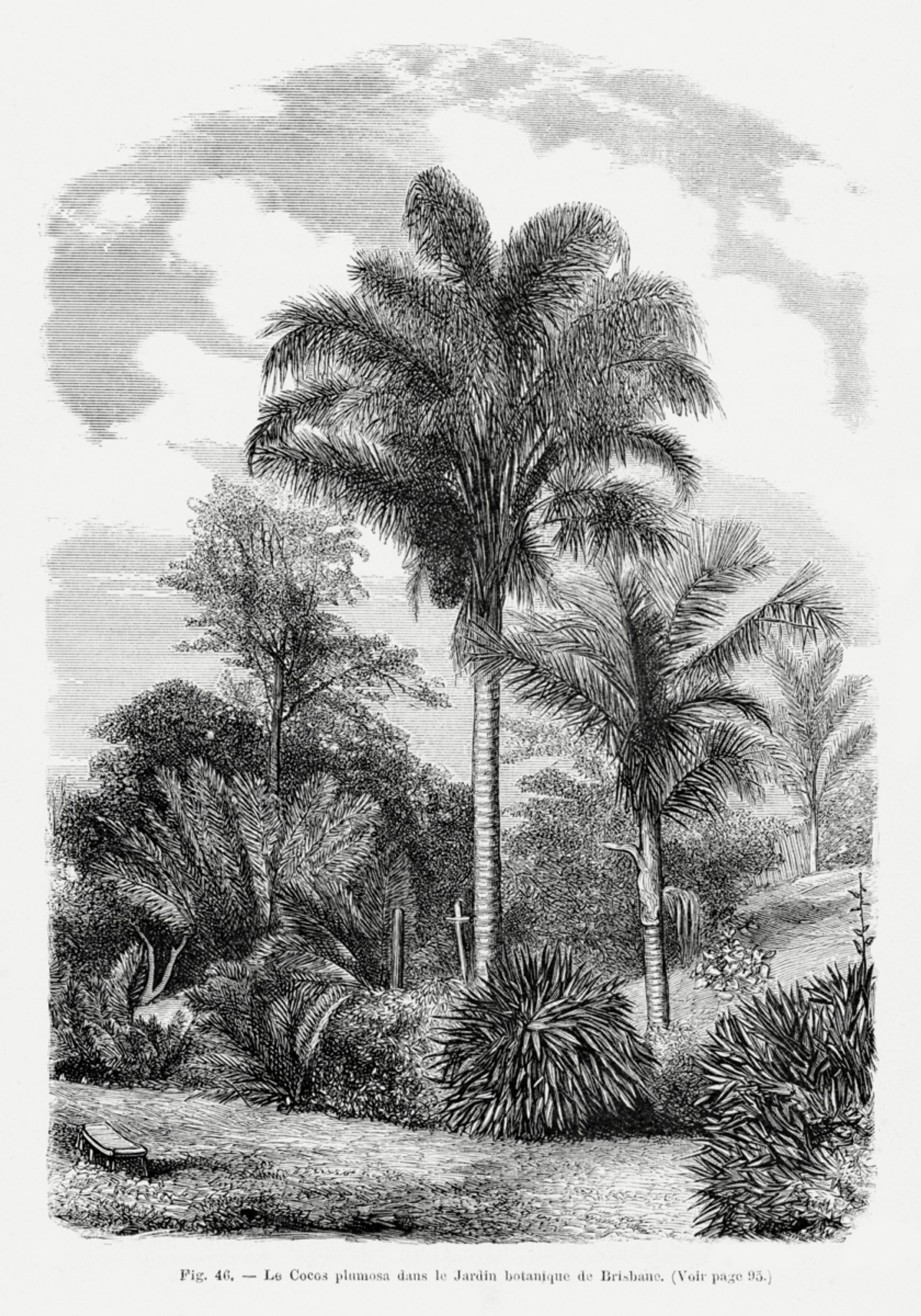 Dibujo De Palmera Vintage Vi