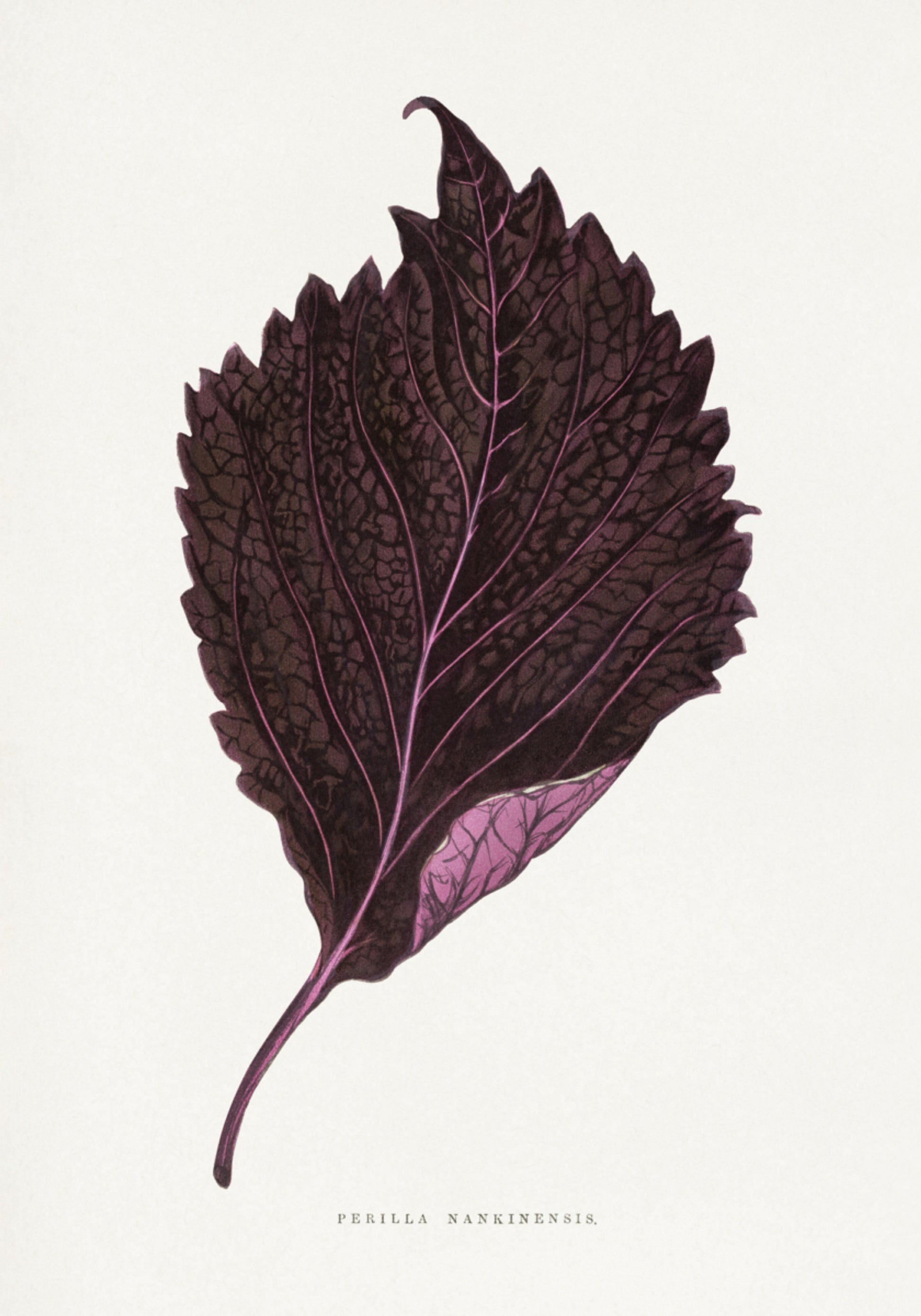 Ilustración De Hoja De Perilla Nankinensis Rosa