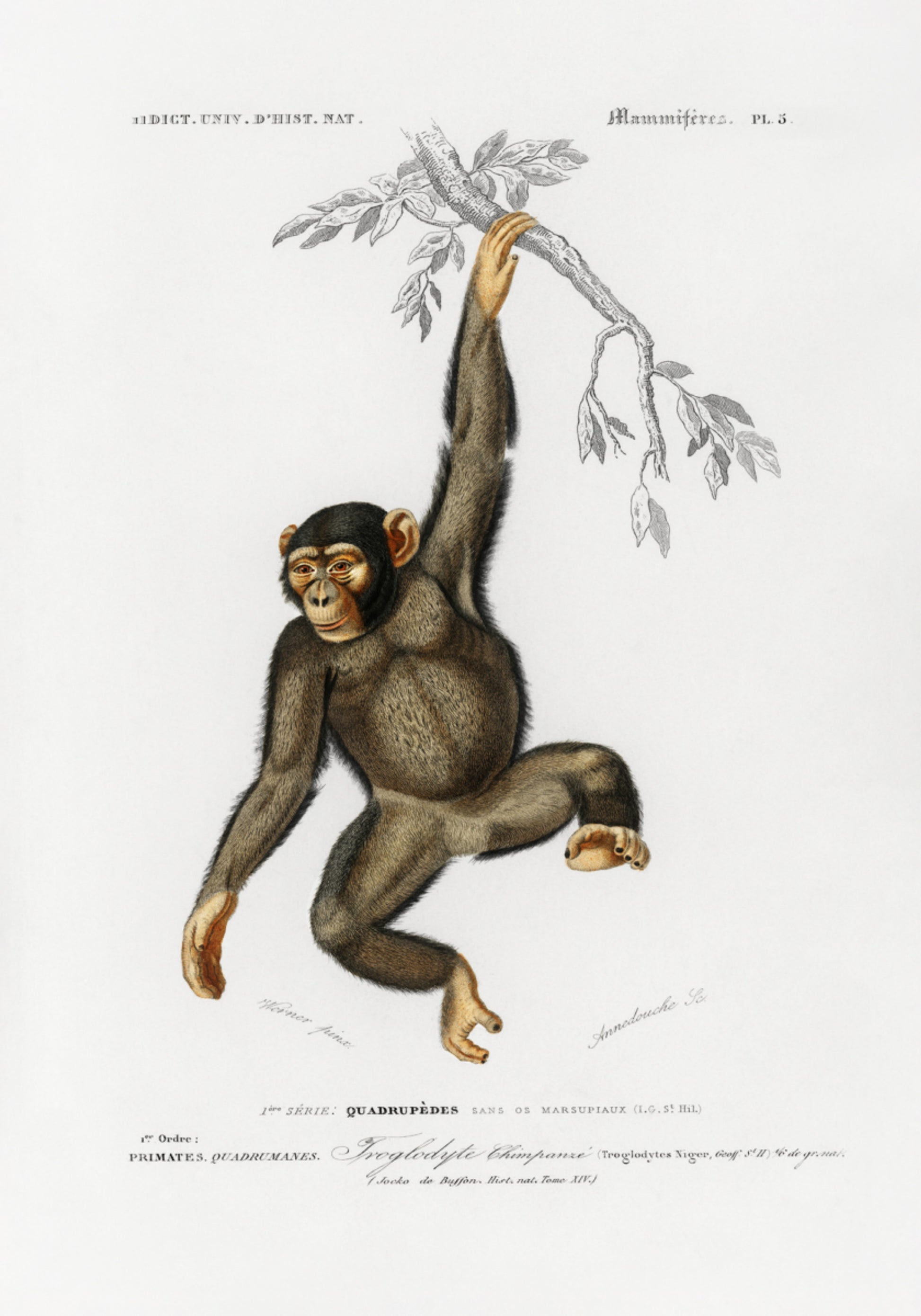 chimpancé