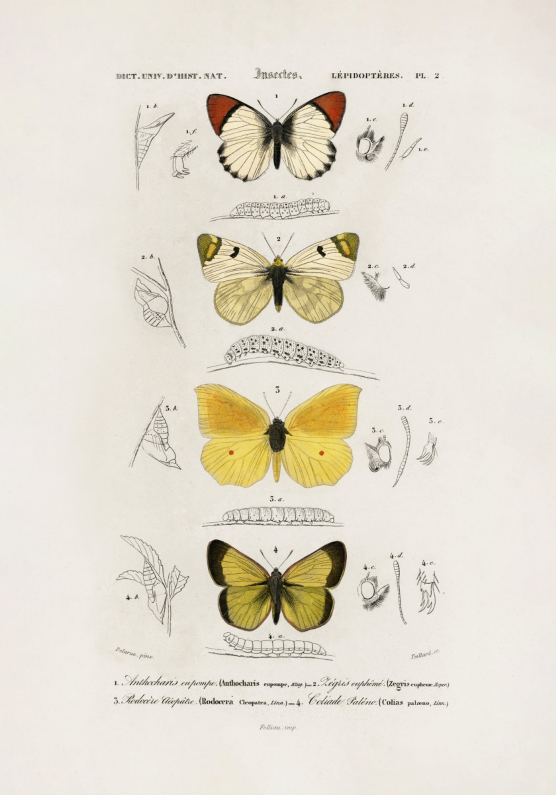 Diferentes tipos de mariposas