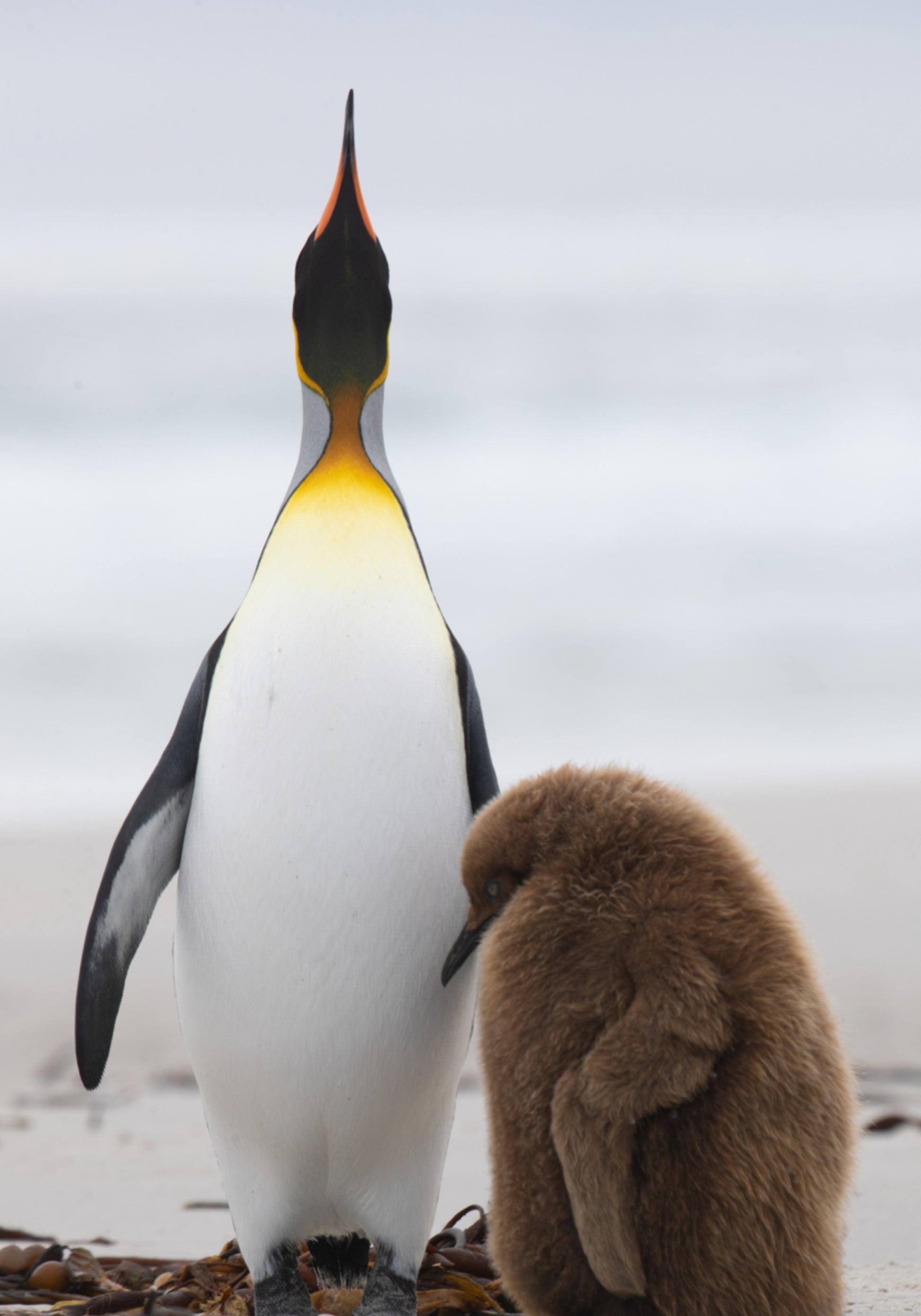 Familia de pingüinos en la playa
