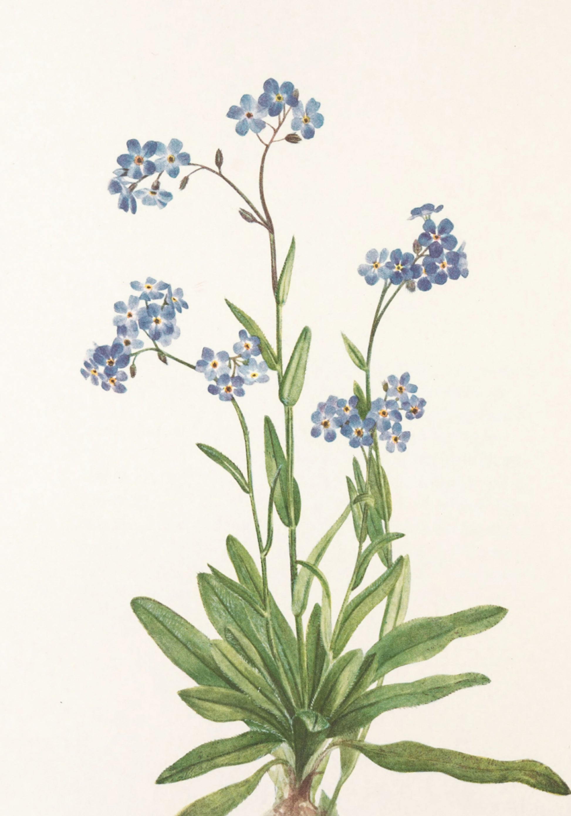 No me olvides alpino de las flores silvestres de América del Norte (1925) de Mary Vaux Walcott