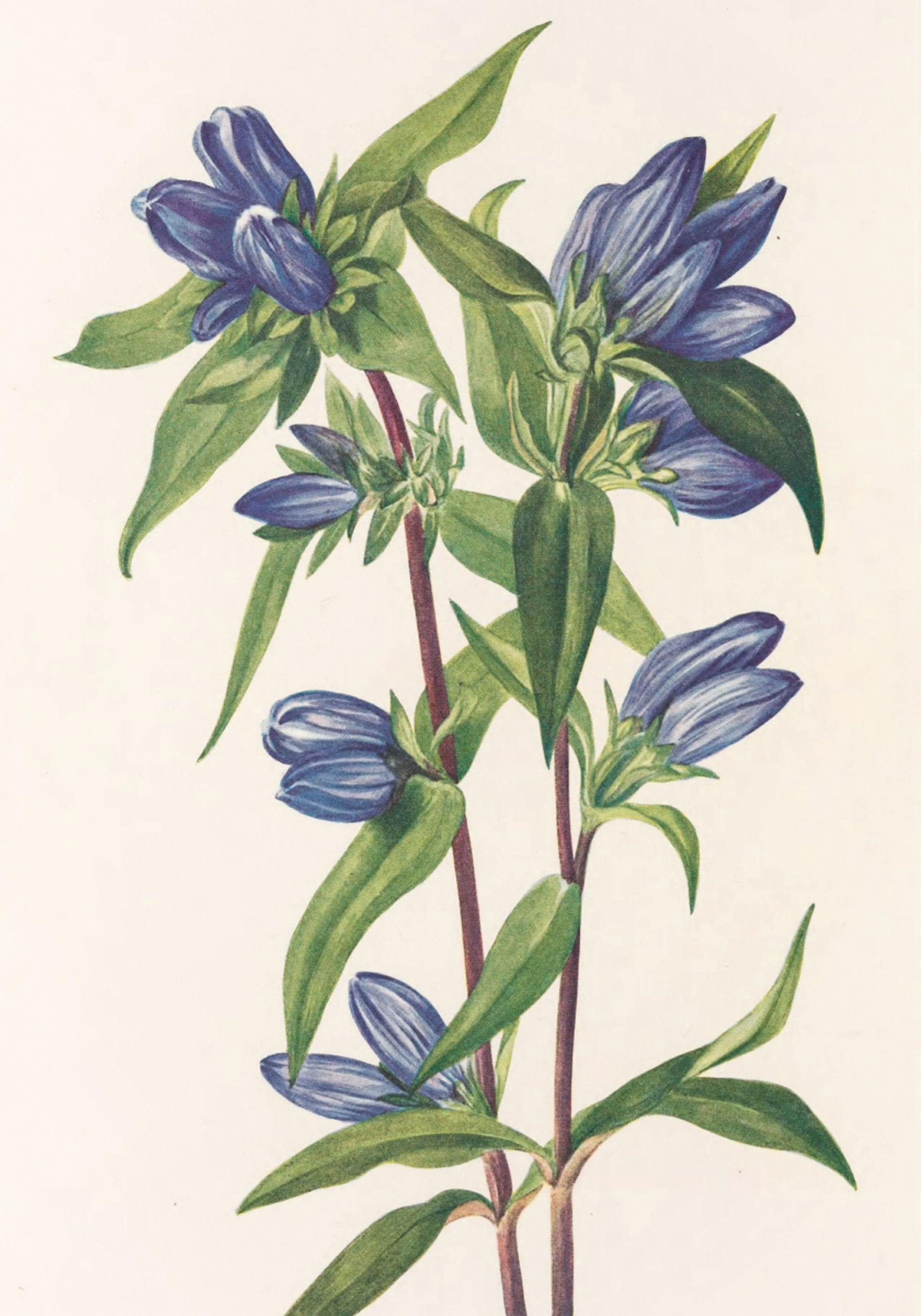 Botella de genciana de flores silvestres de América del Norte (1925) de Mary Vaux Walcott