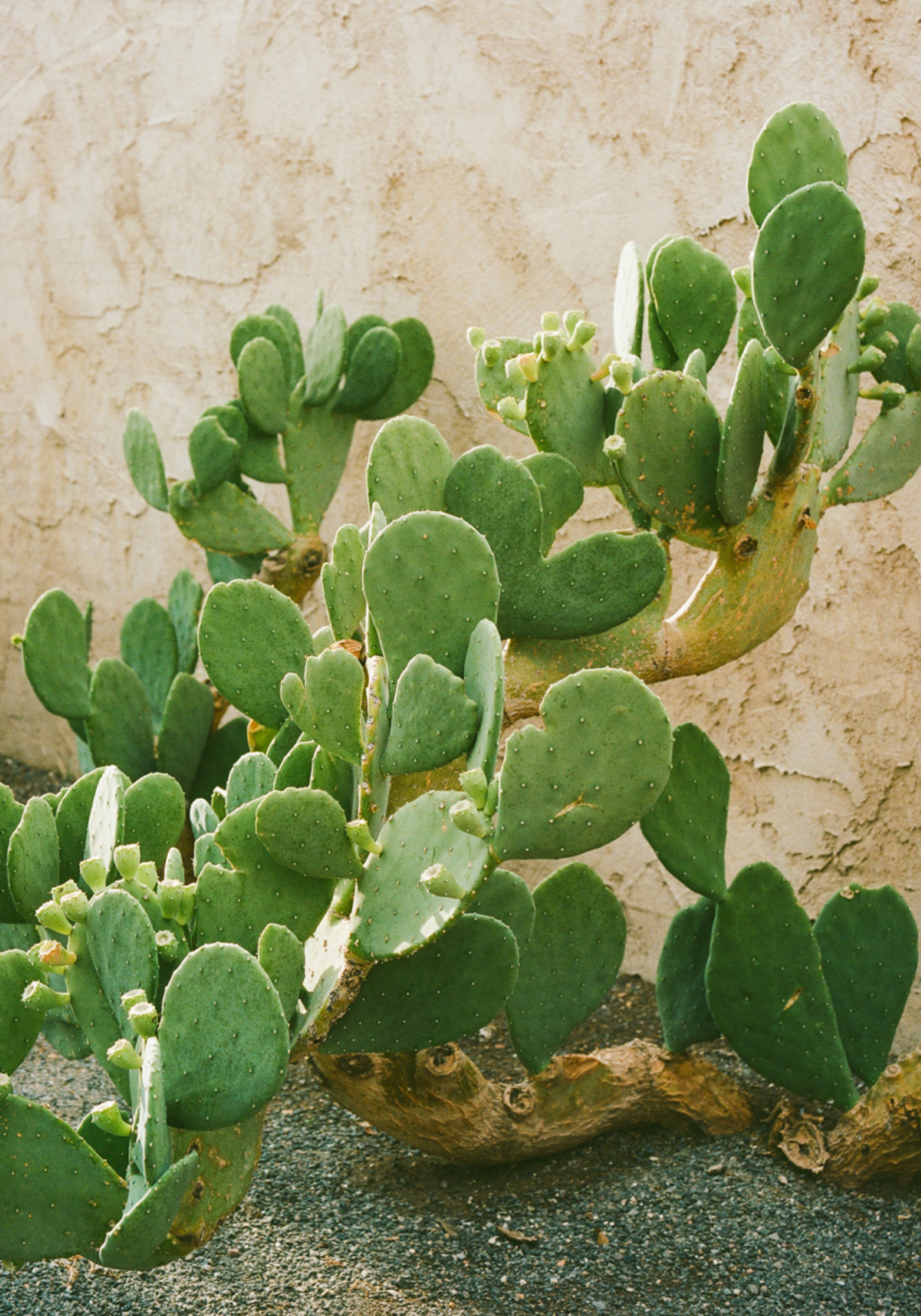 Nopal verde