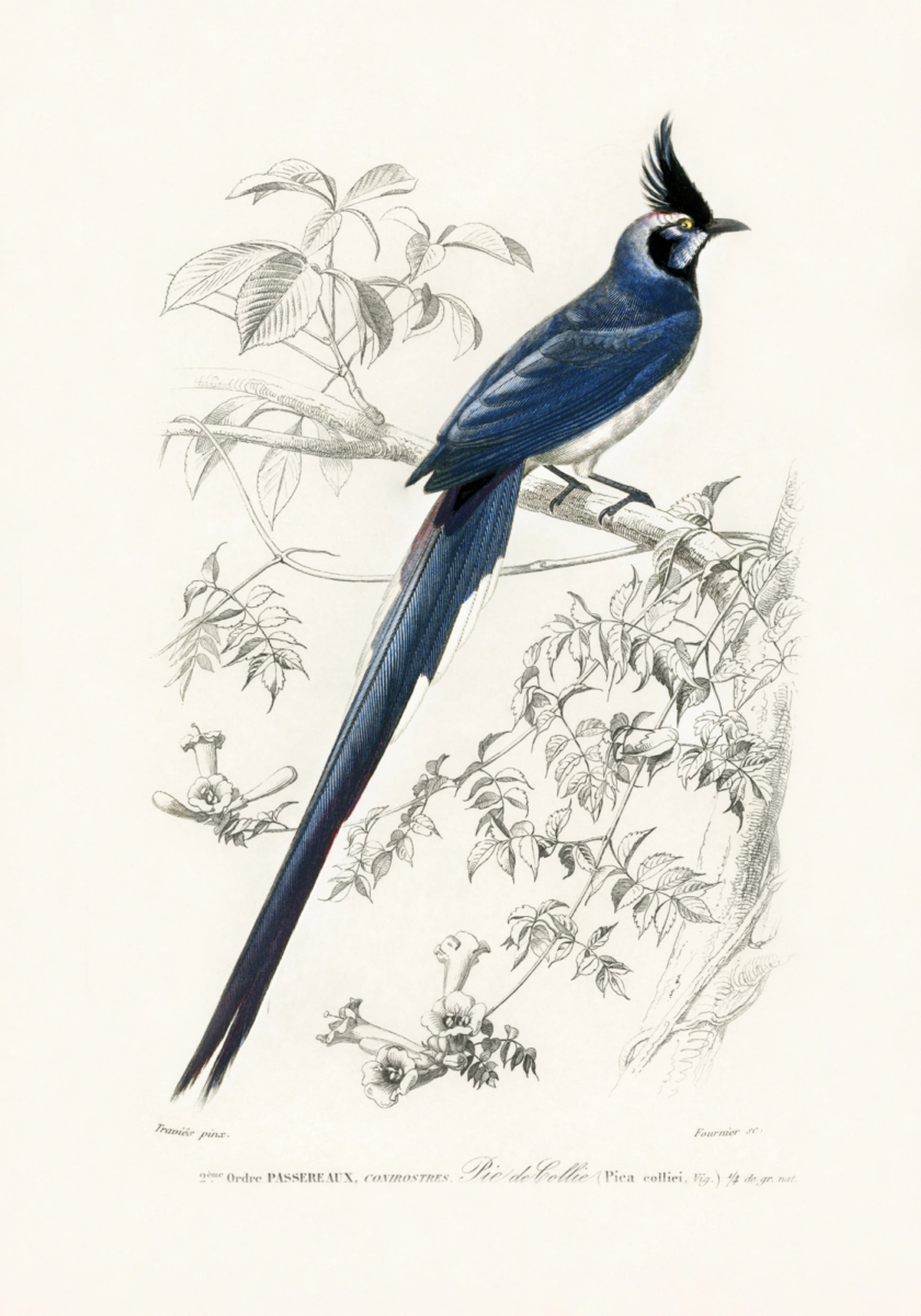 Urraca de garganta negra Jay