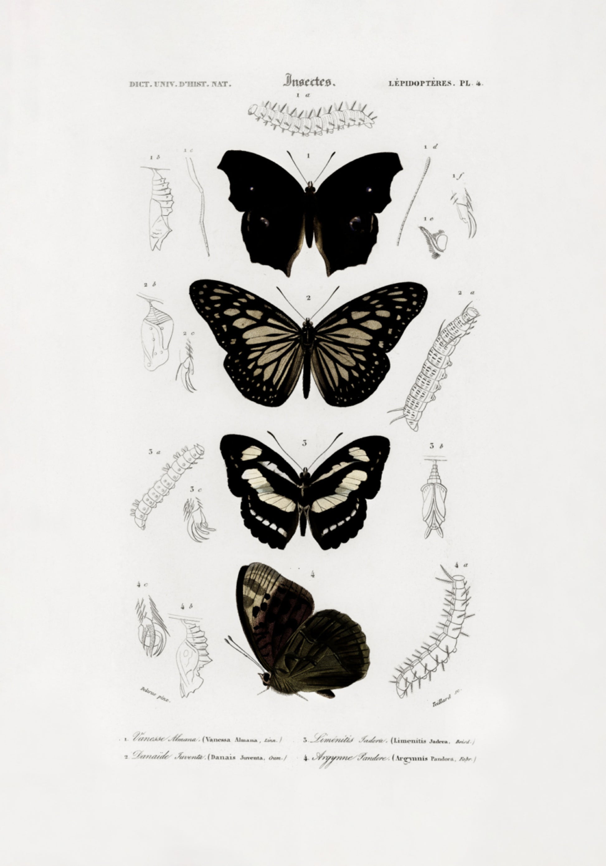 Colección de mariposas 01