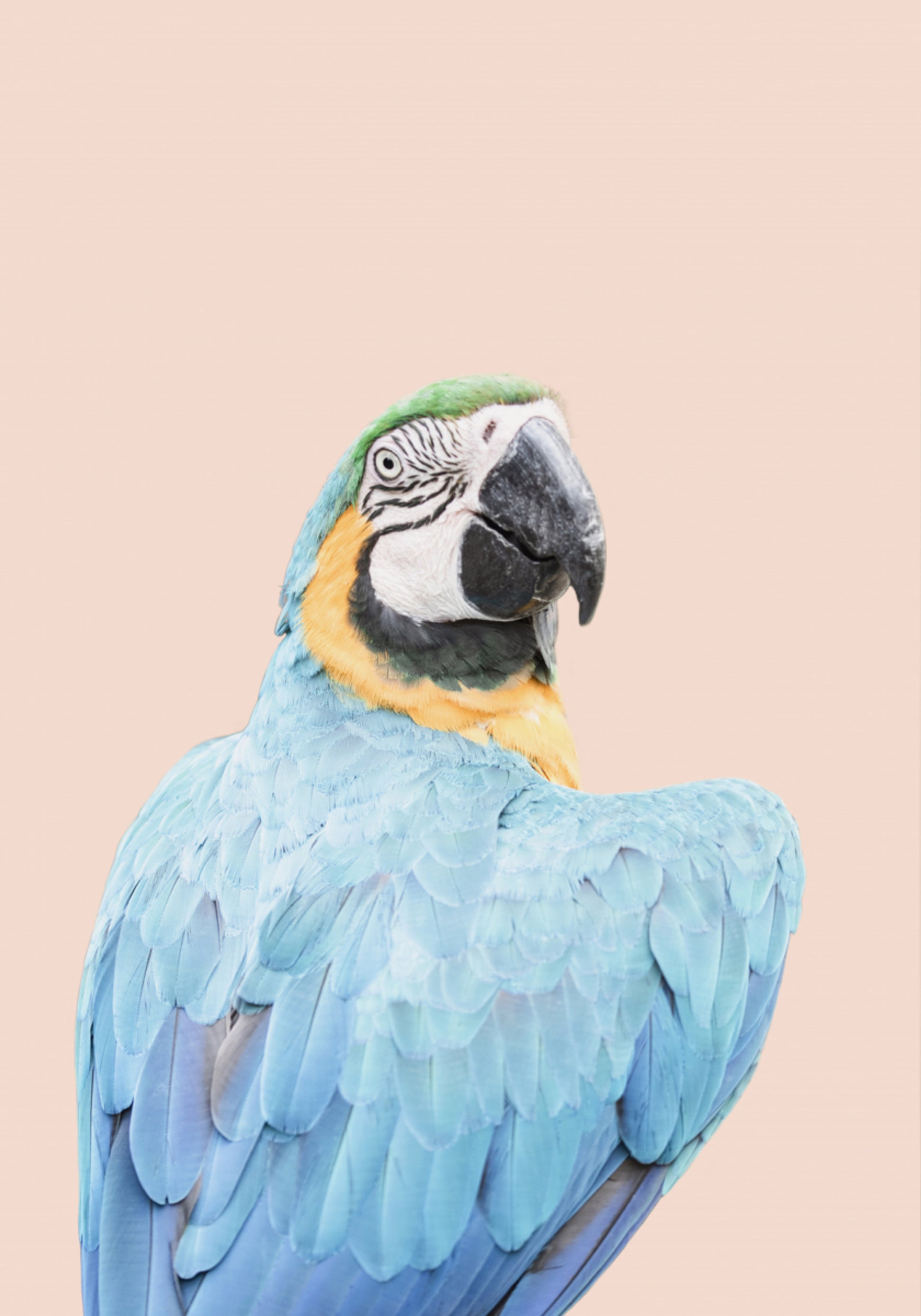 guacamaya azul