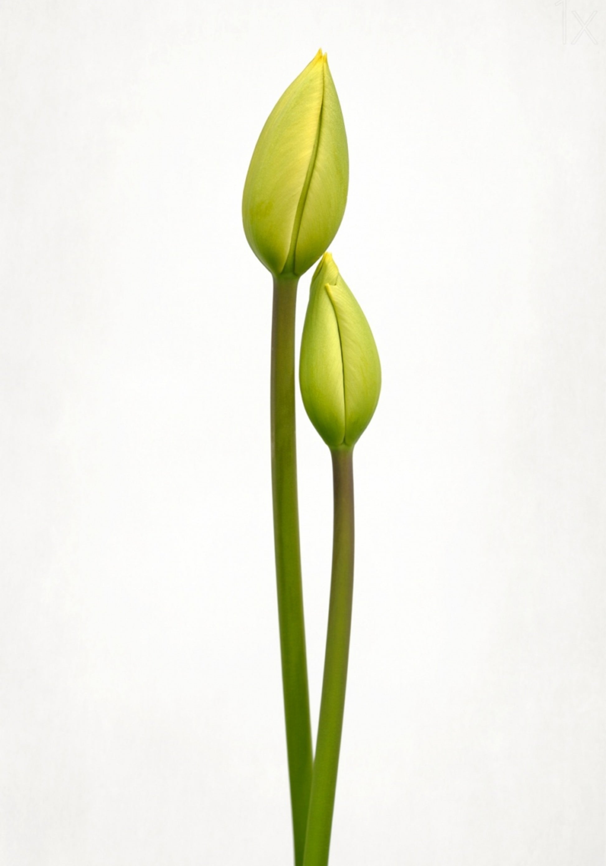 Capullos de tulipán verde