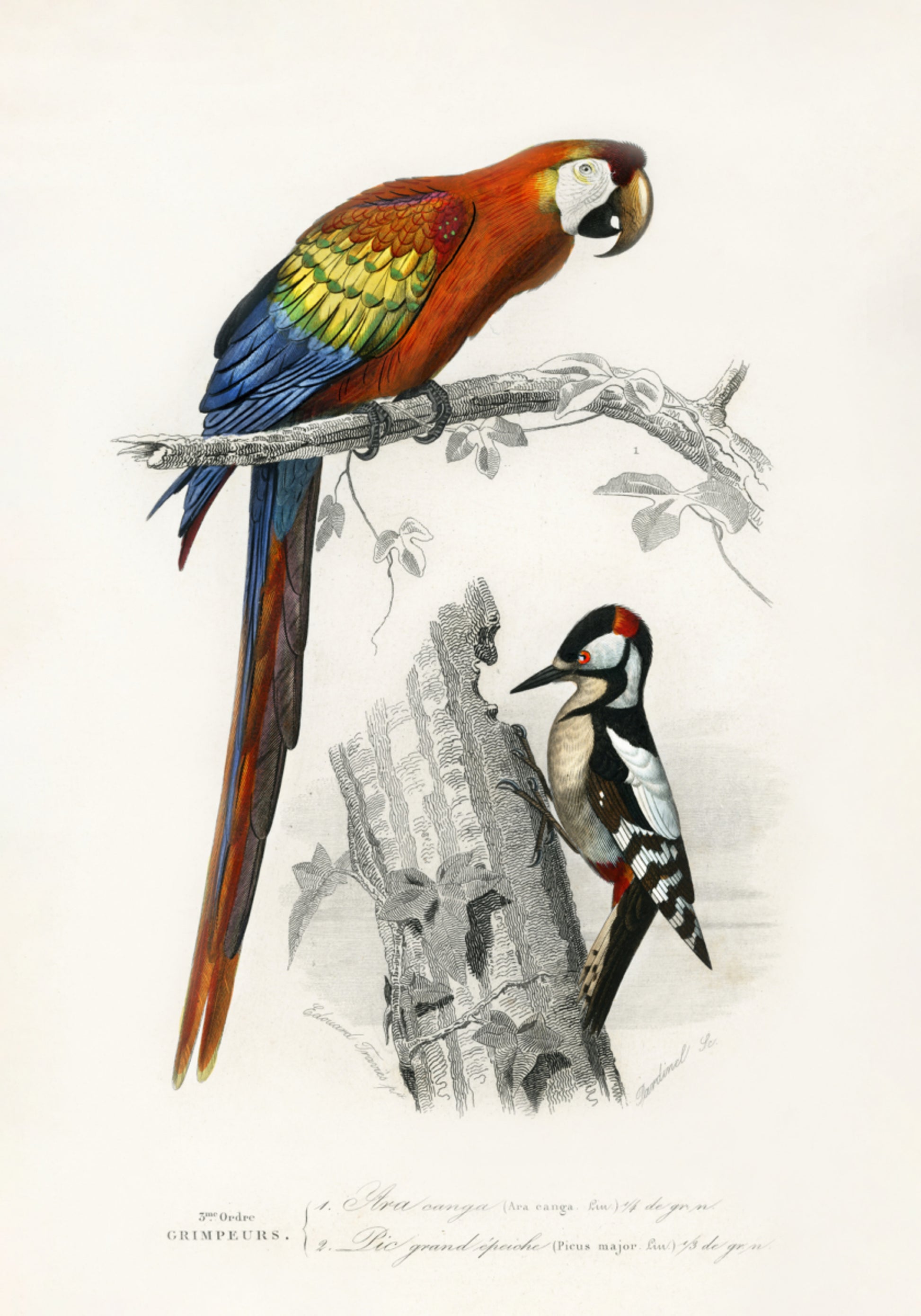 Aves II
