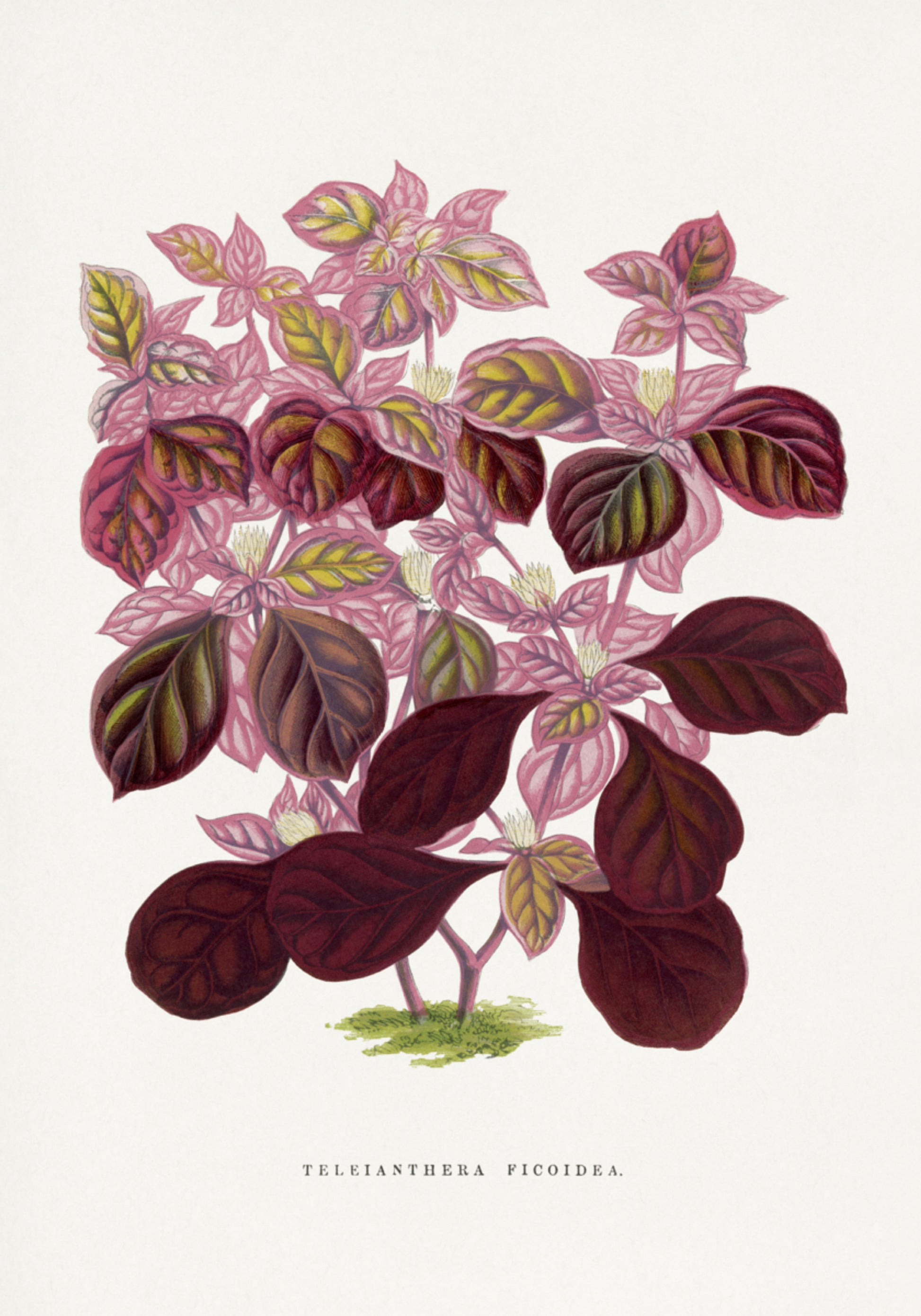 Ilustración De Hoja Rosa Teleianthera Ficoidea
