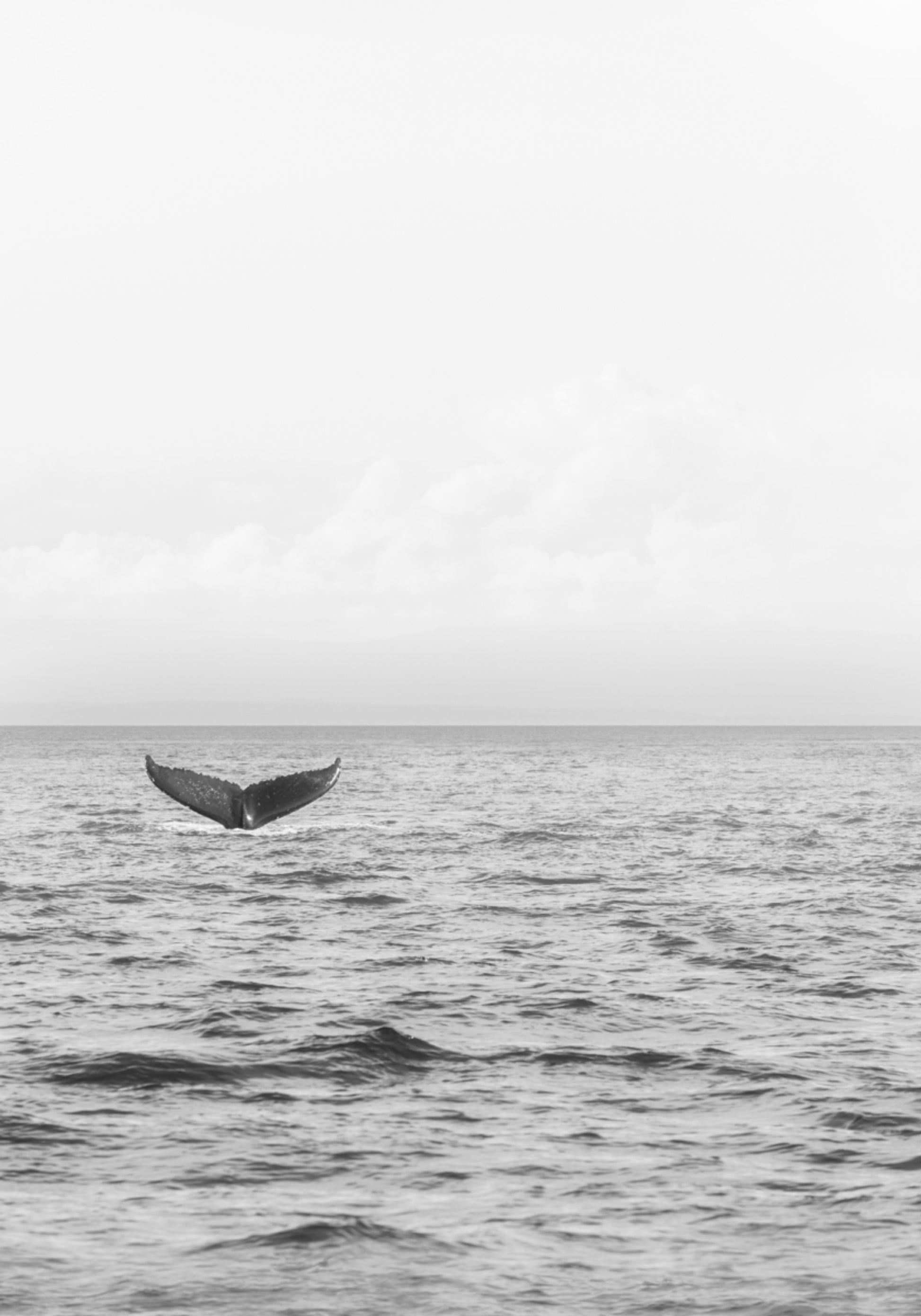 Cola de ballena oceánica