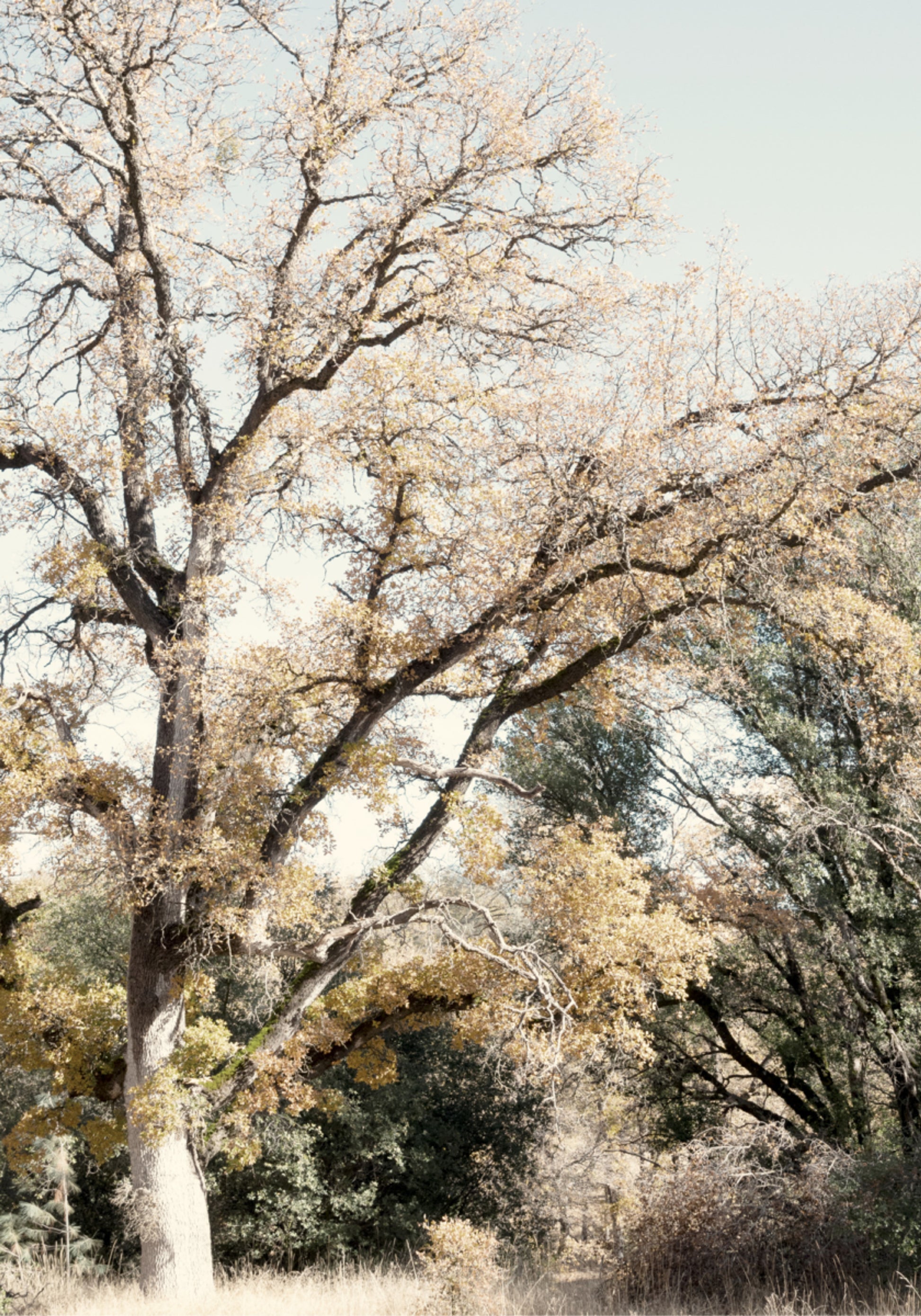 Bosque dorado de otoño