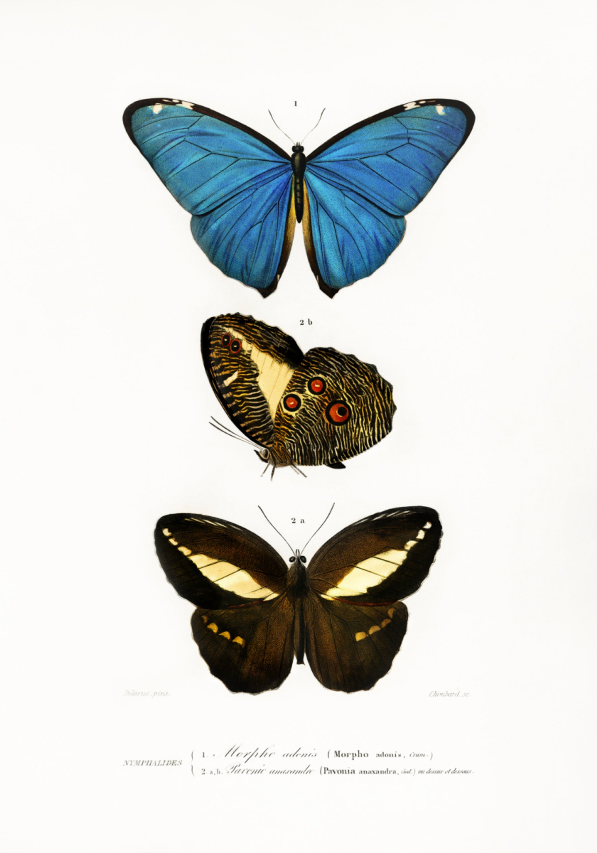 Diferentes tipos de mariposas II