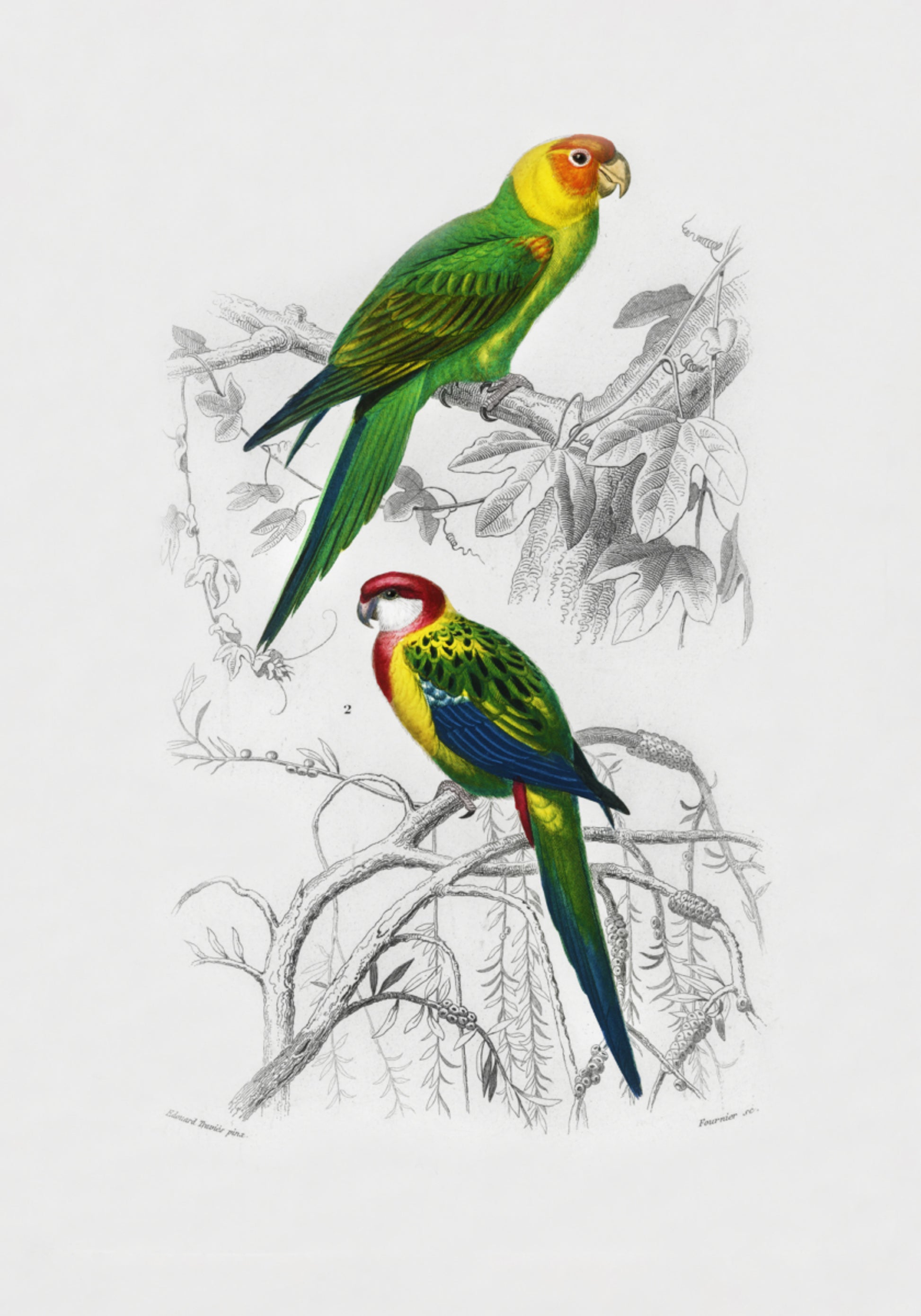 Aves