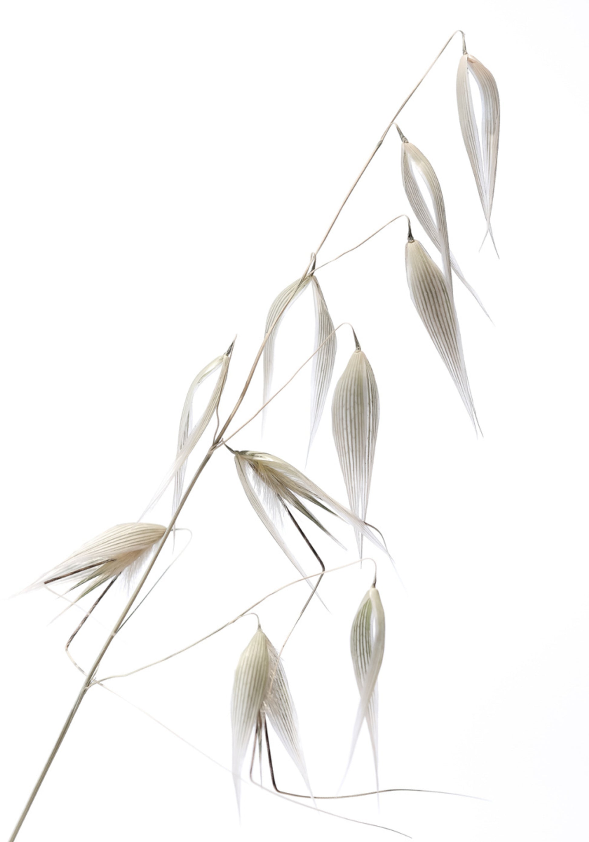 Granos de avena delicados
