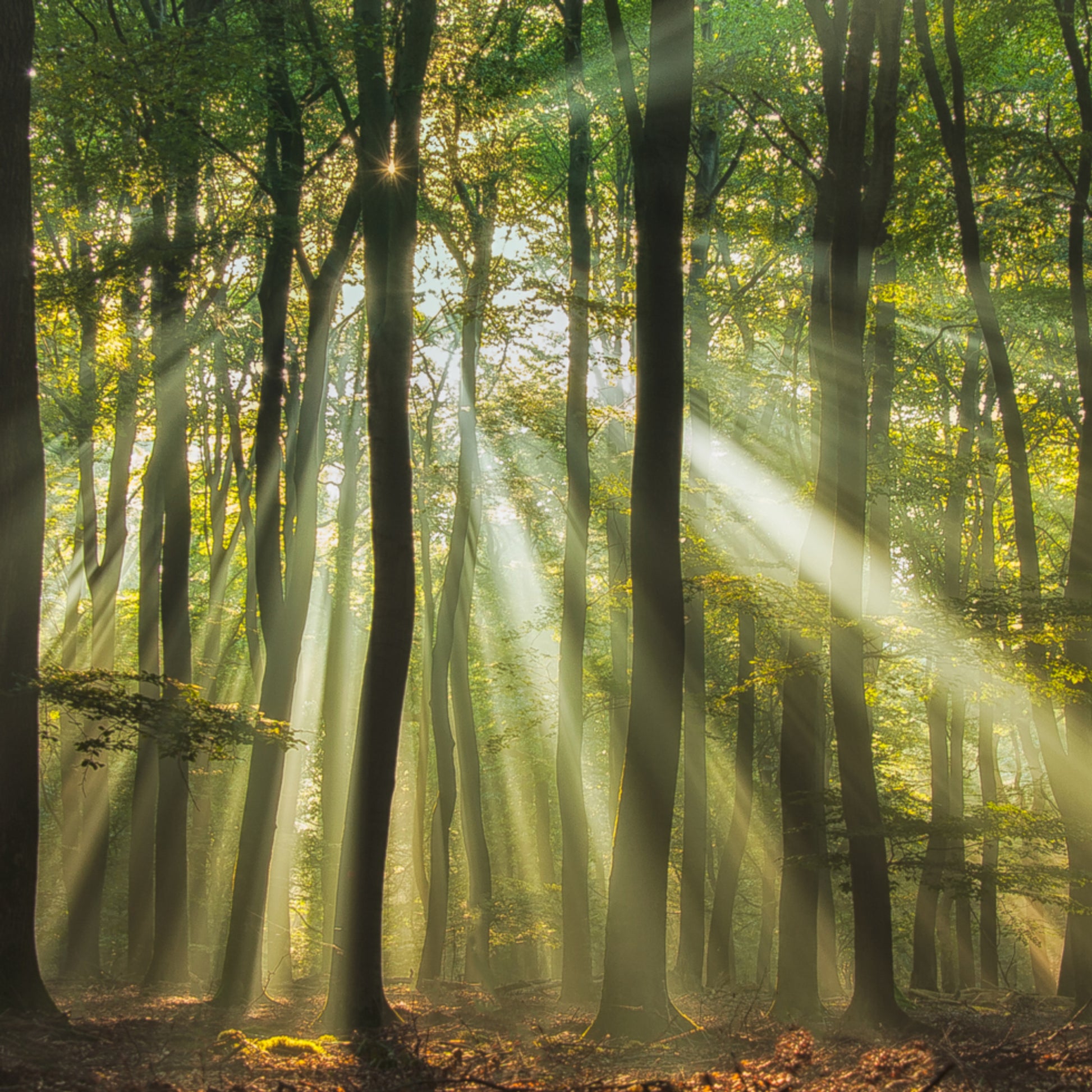 Bosque iluminado por el sol de la mañana brumosa