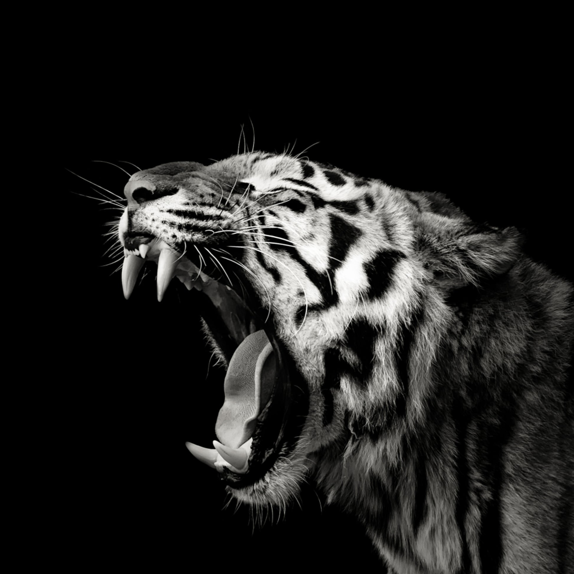 Retrato de tigre rugiente