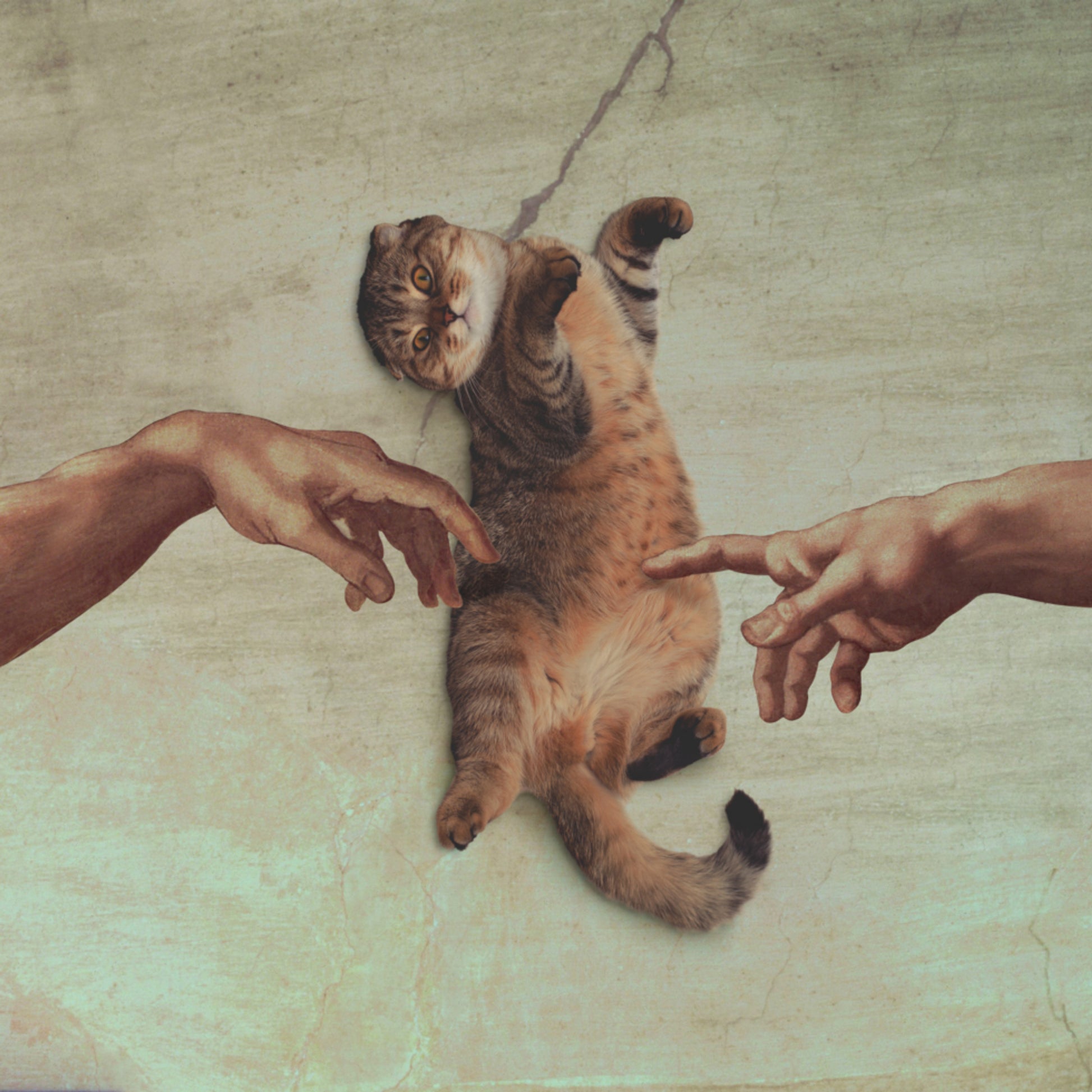 La creación del gato