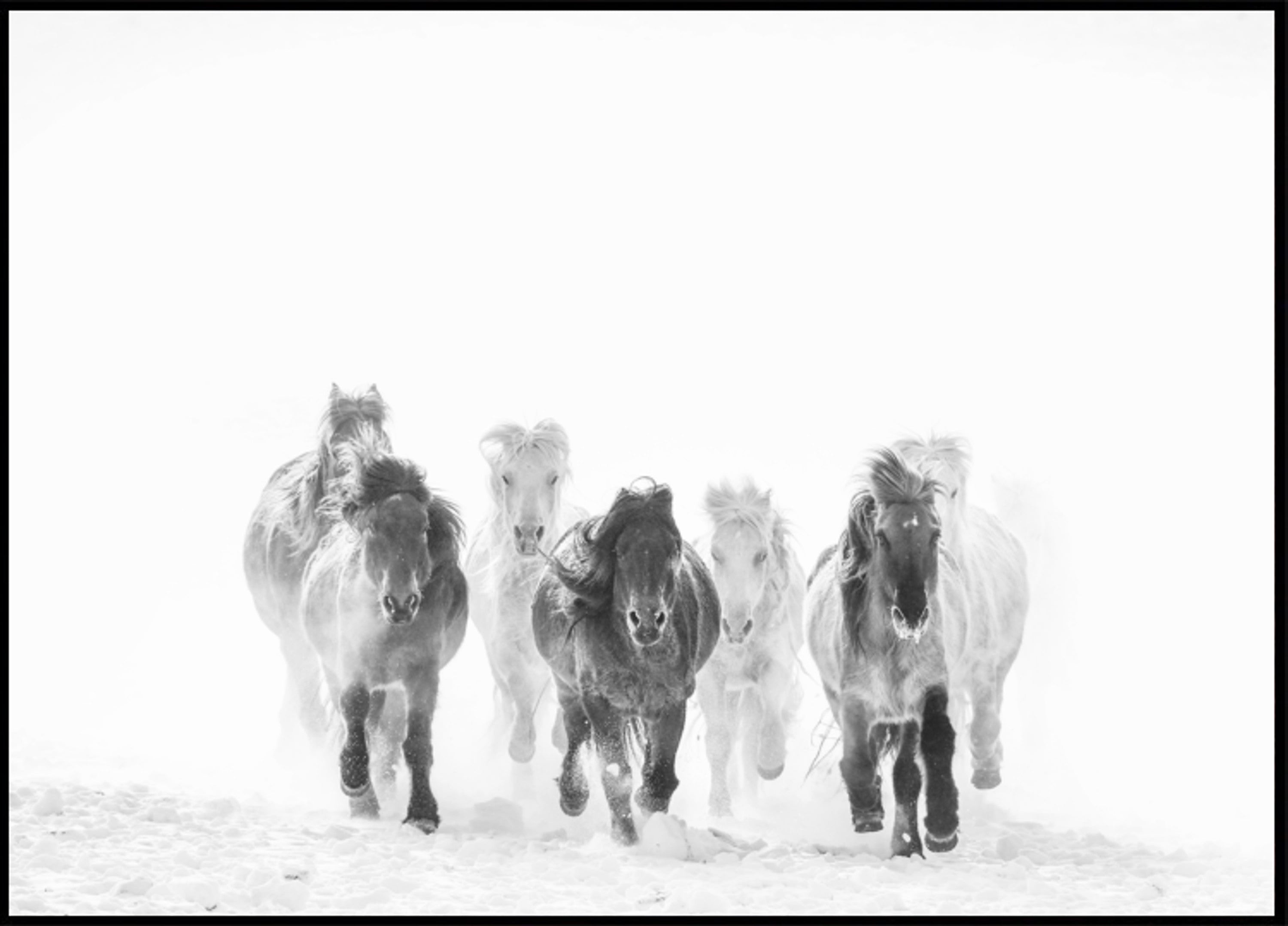 Majestuosos caballos invierno