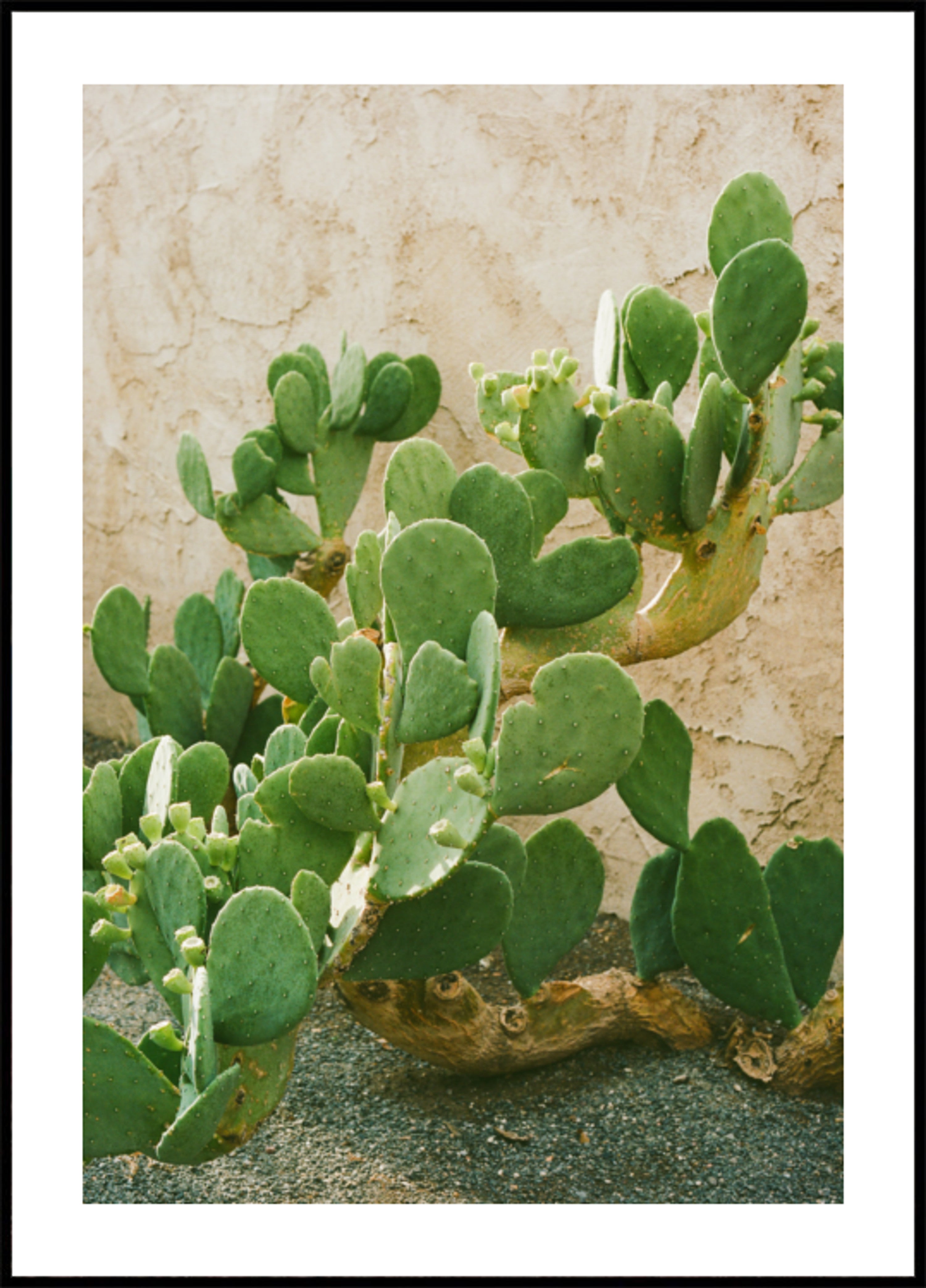 Nopal verde