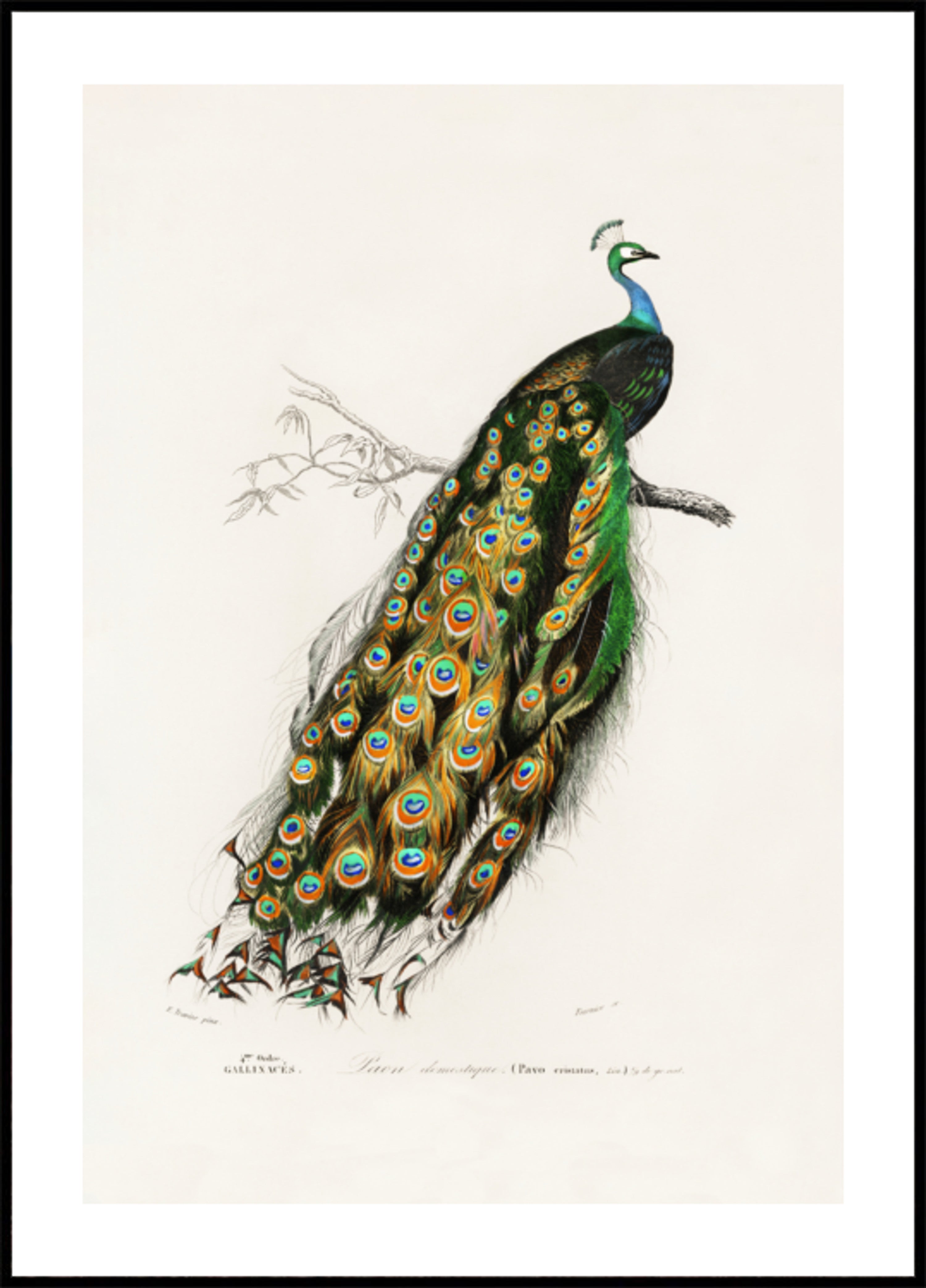 pavo real indio
