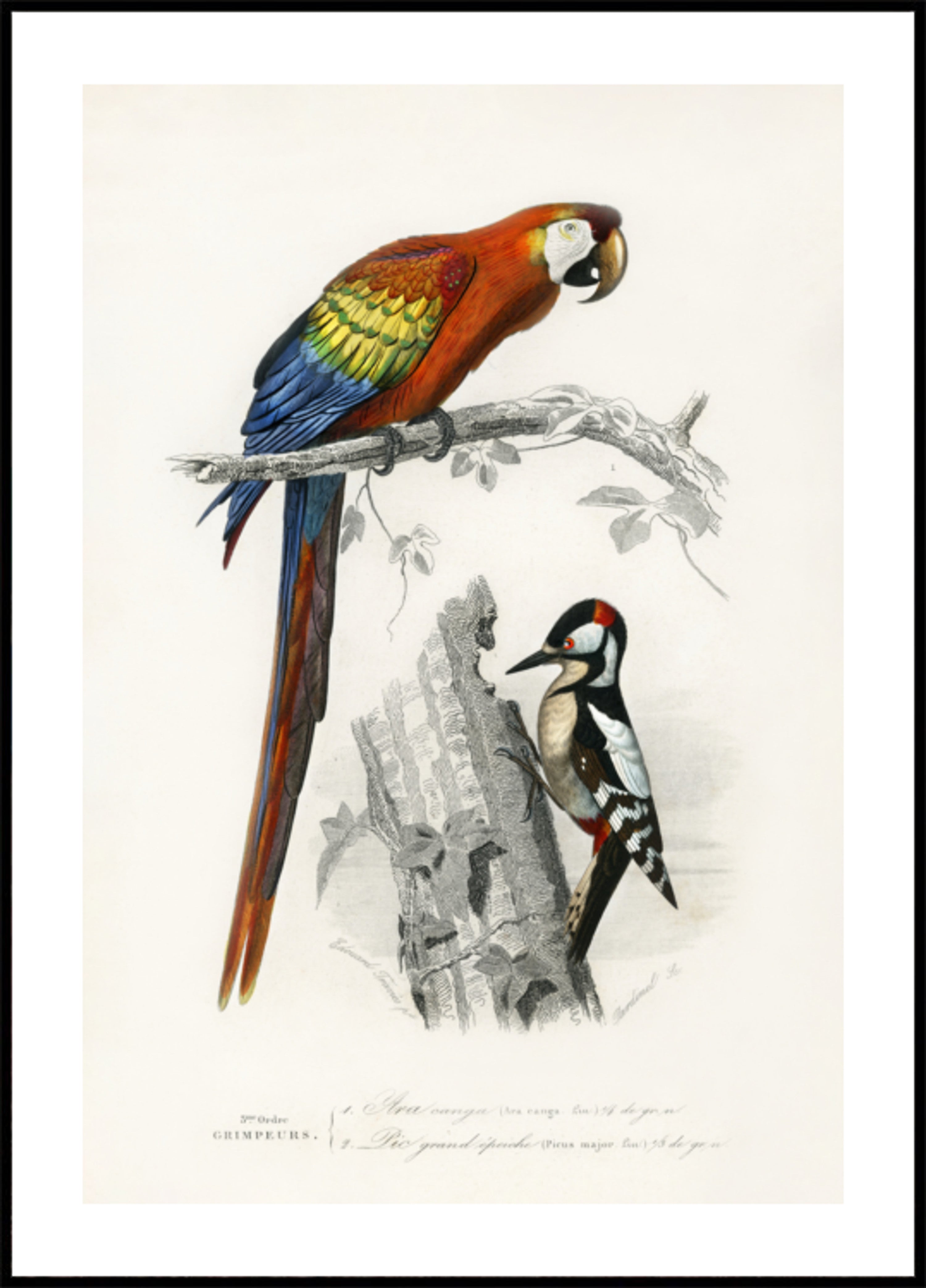 Aves II