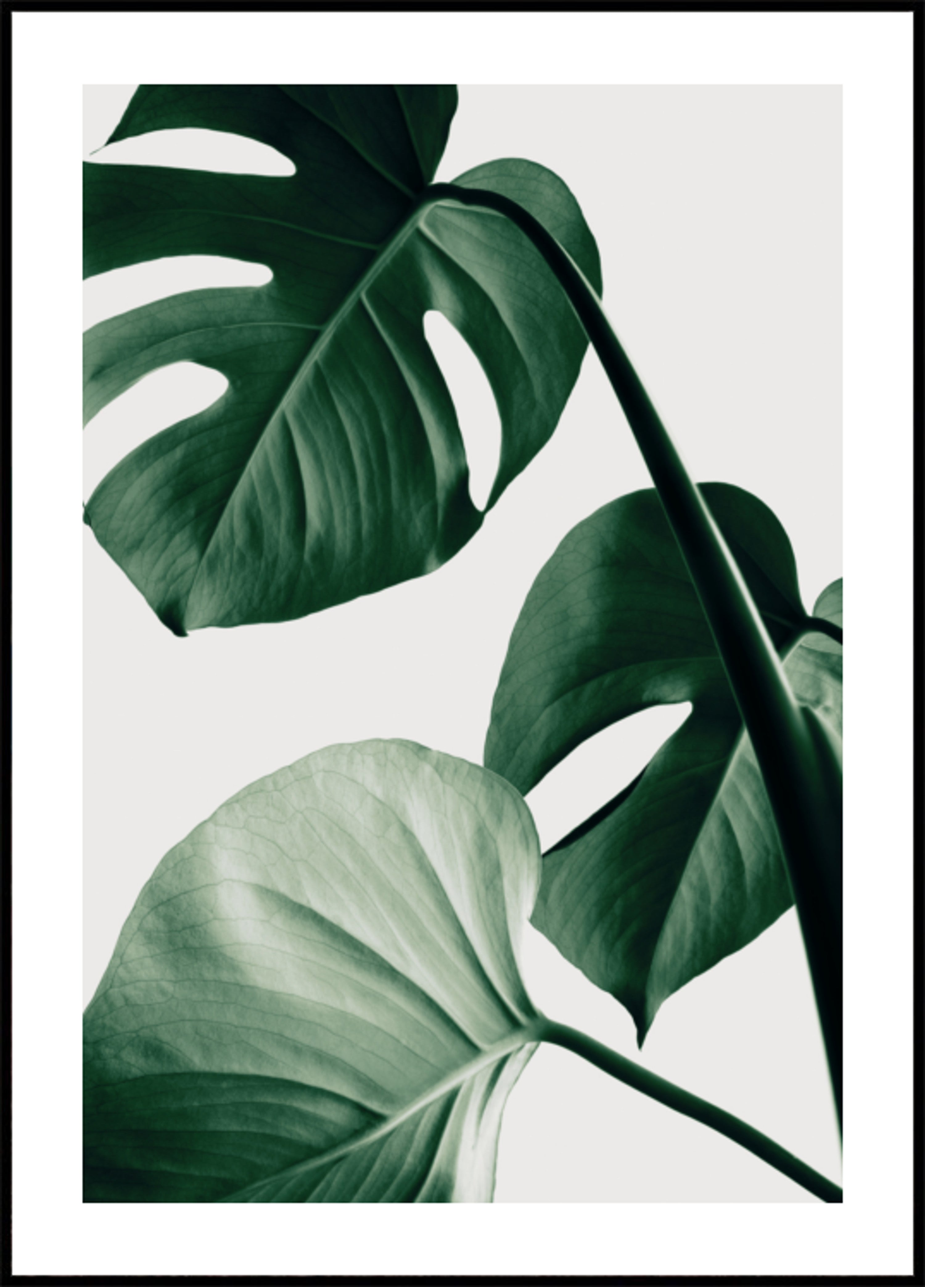 Exuberantes hojas de monstera