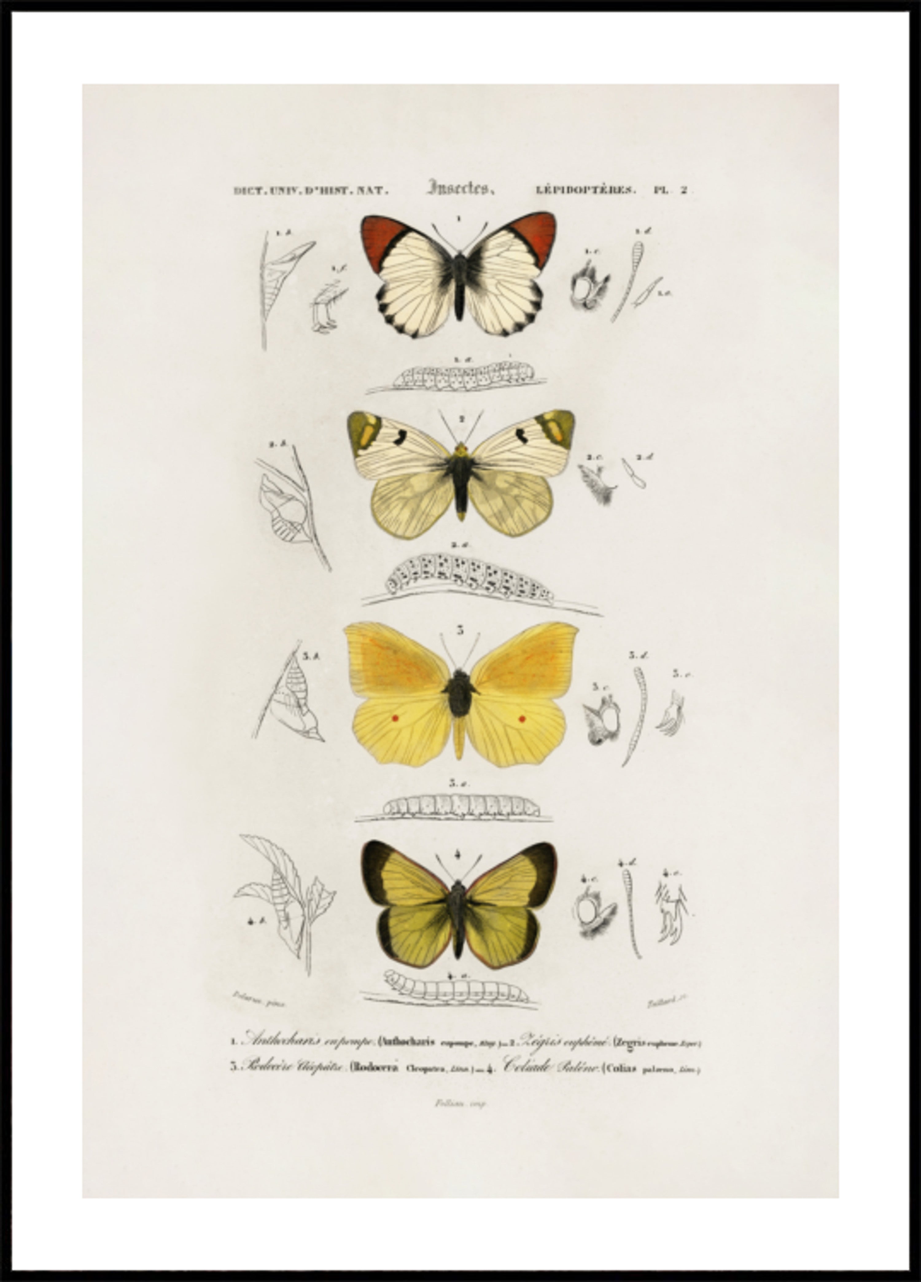 Diferentes tipos de mariposas