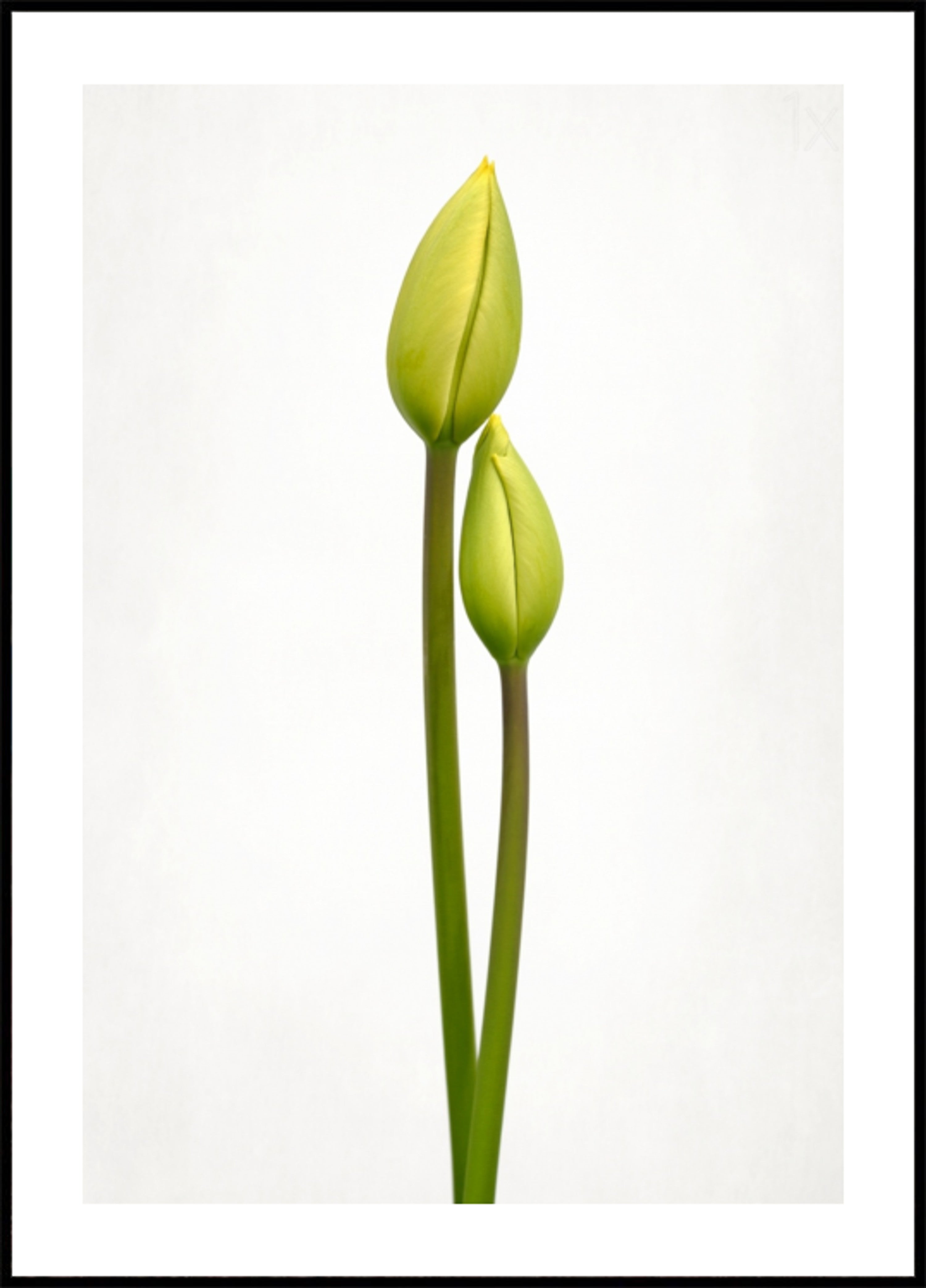 Capullos de tulipán verde