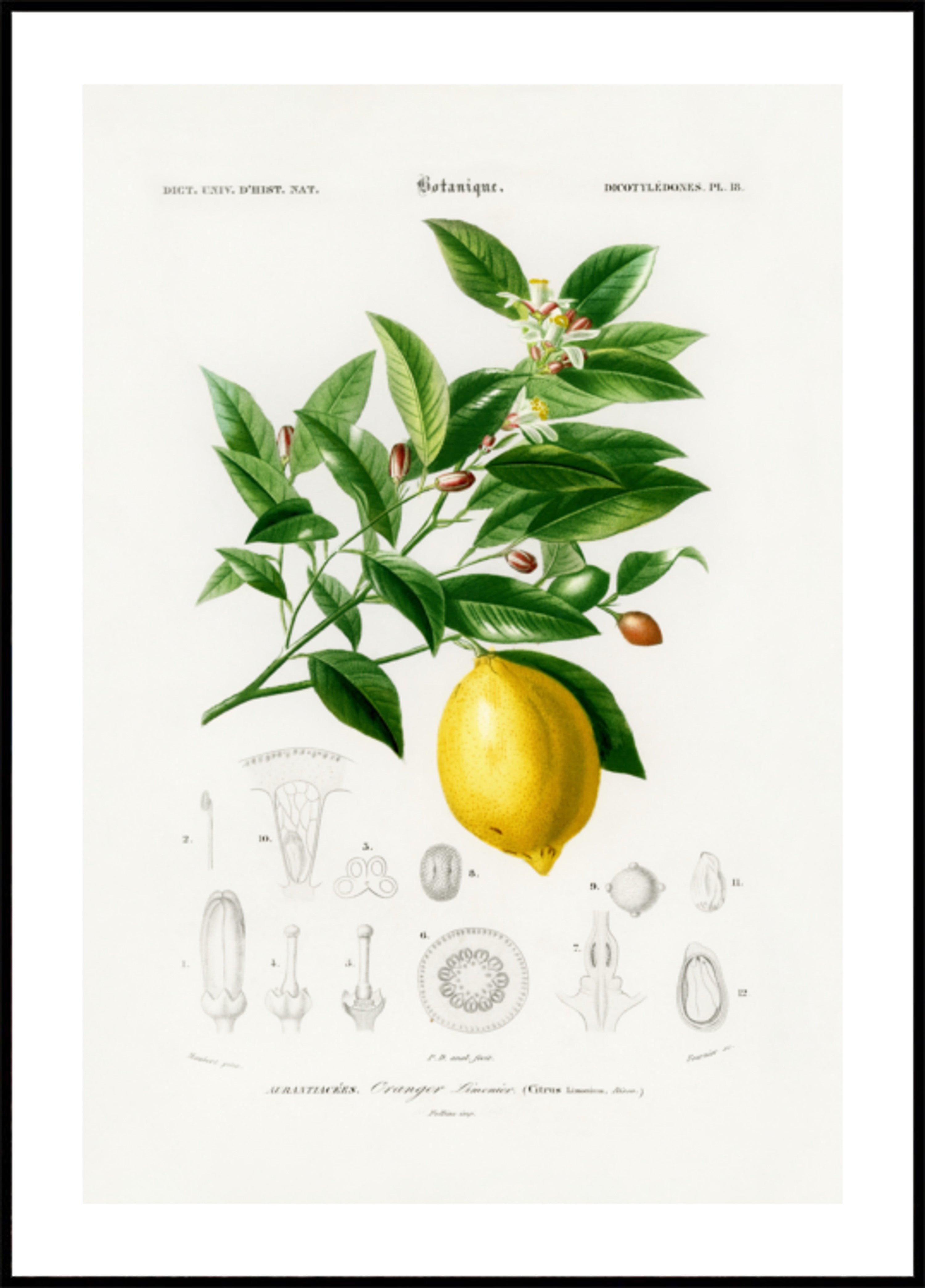 Limón (cítricos Limonium)