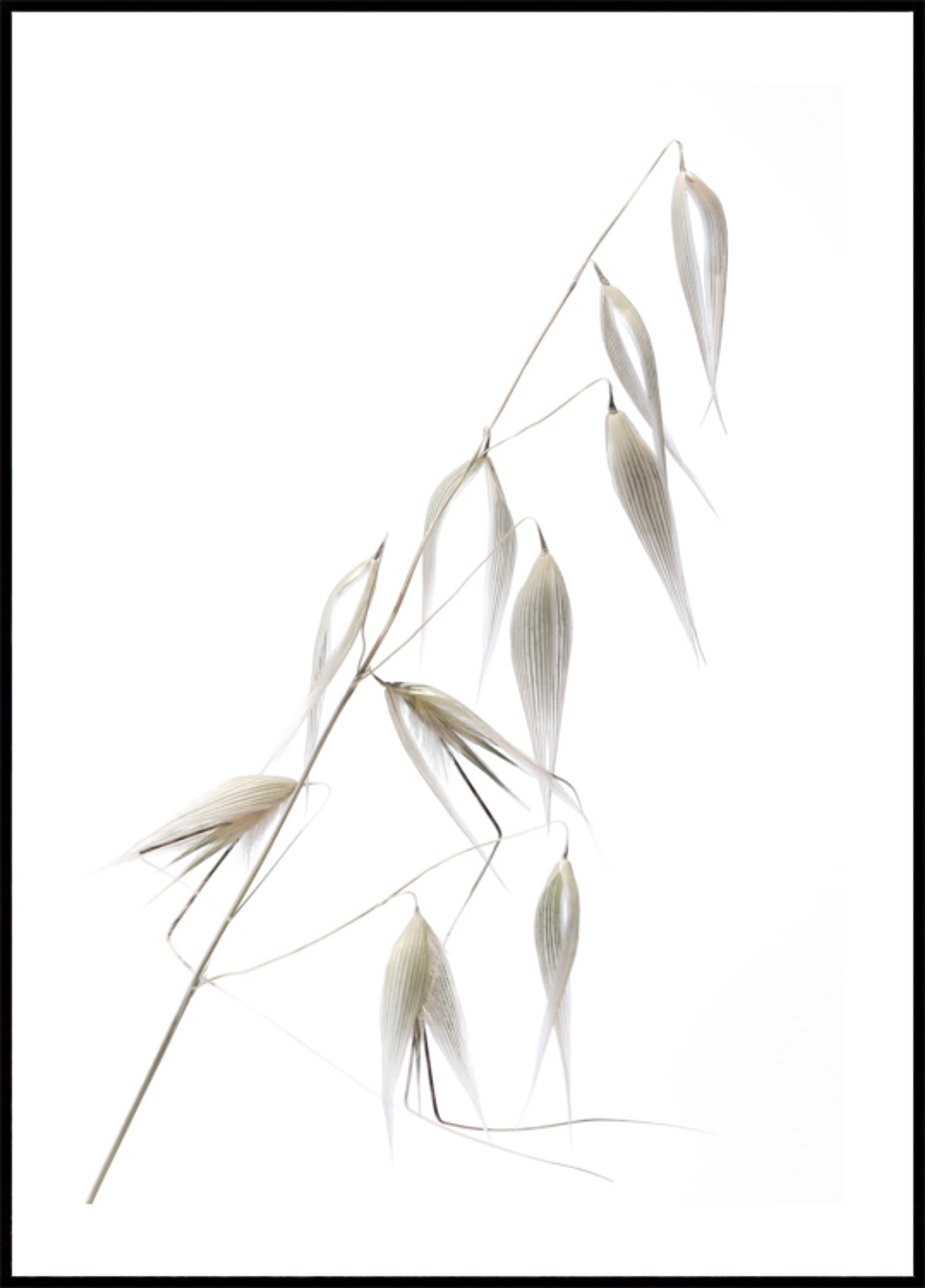 Granos de avena delicados