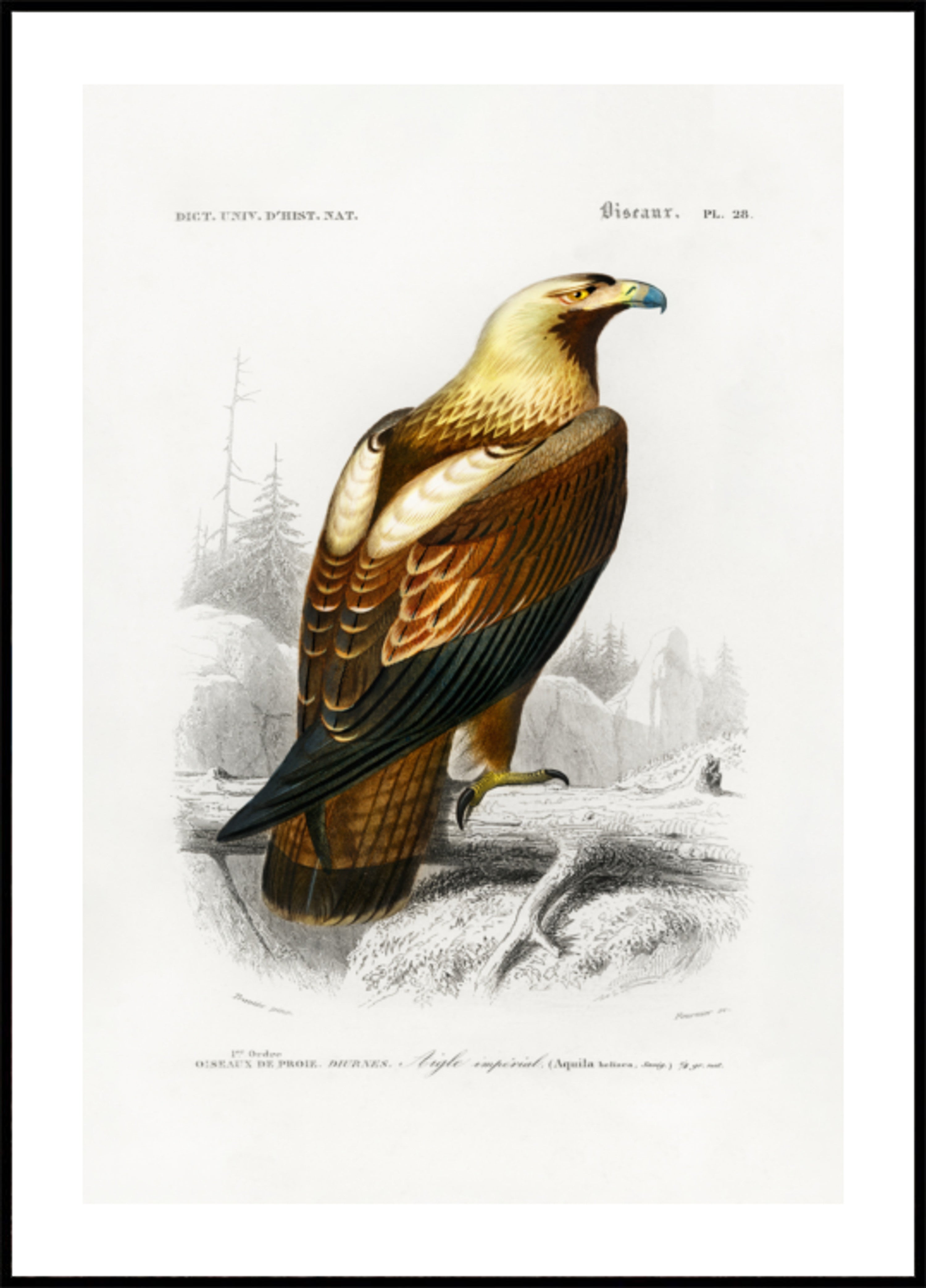 Águila imperial oriental