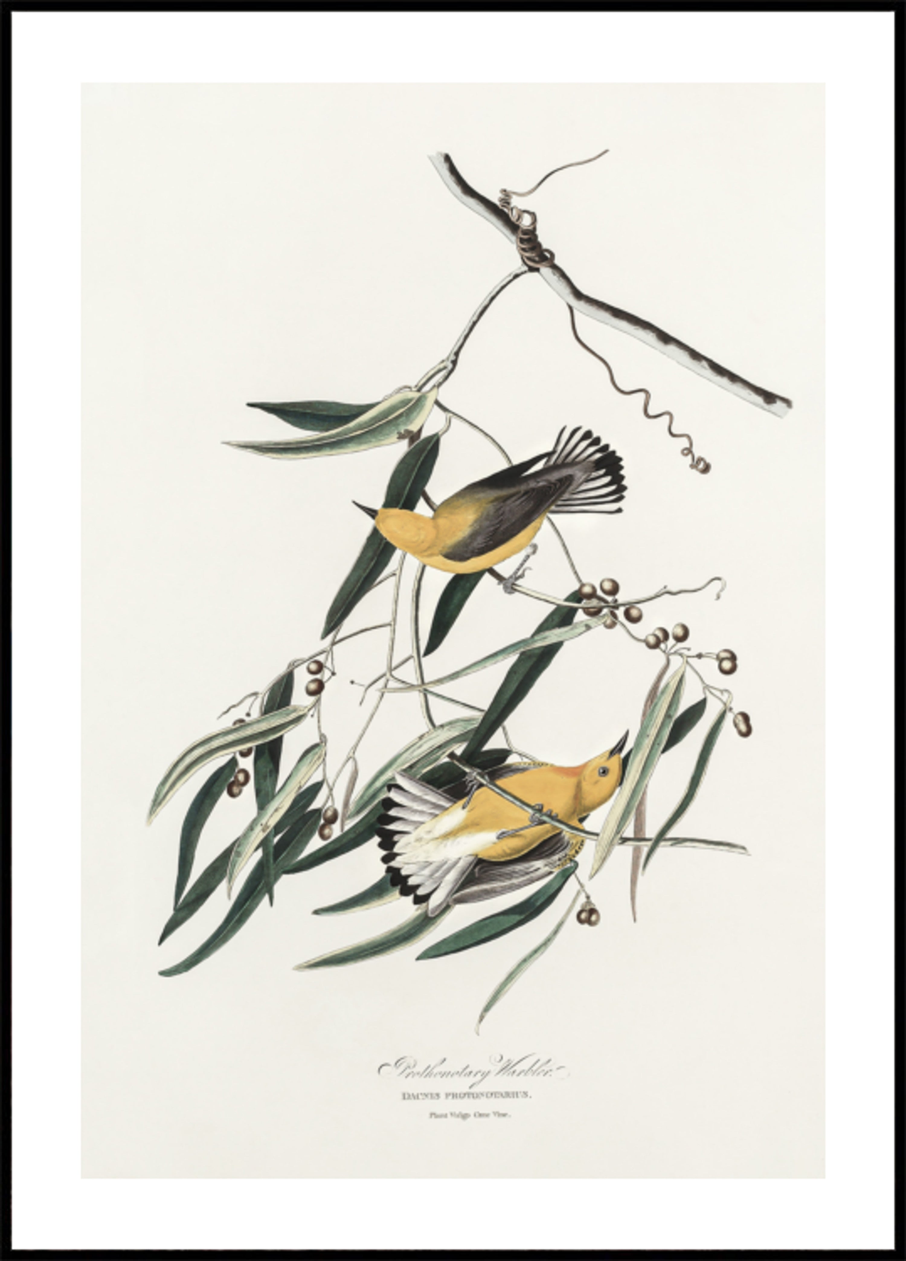 Reinita protonotaria de Birds of America (1827)