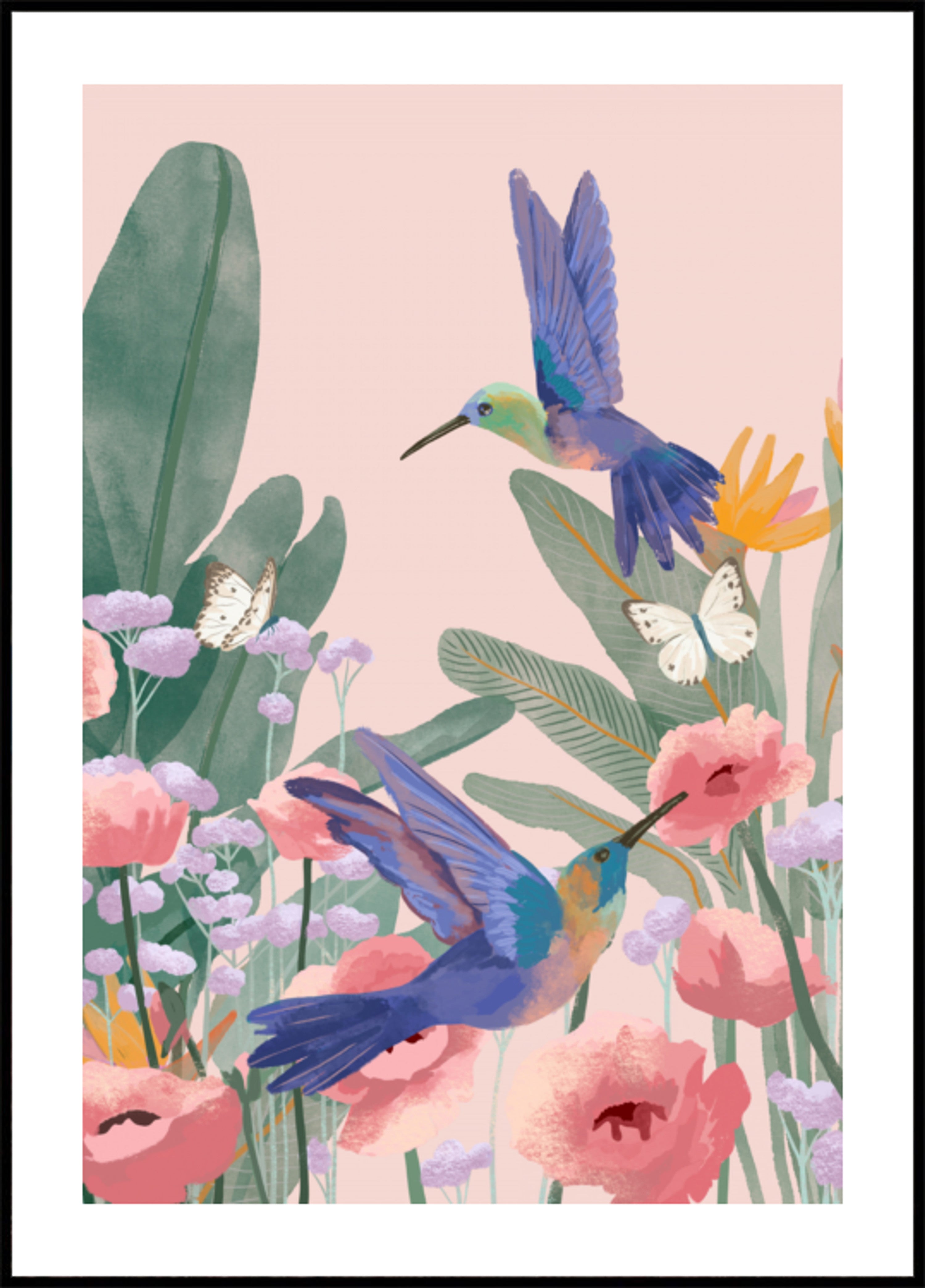 Colibríes