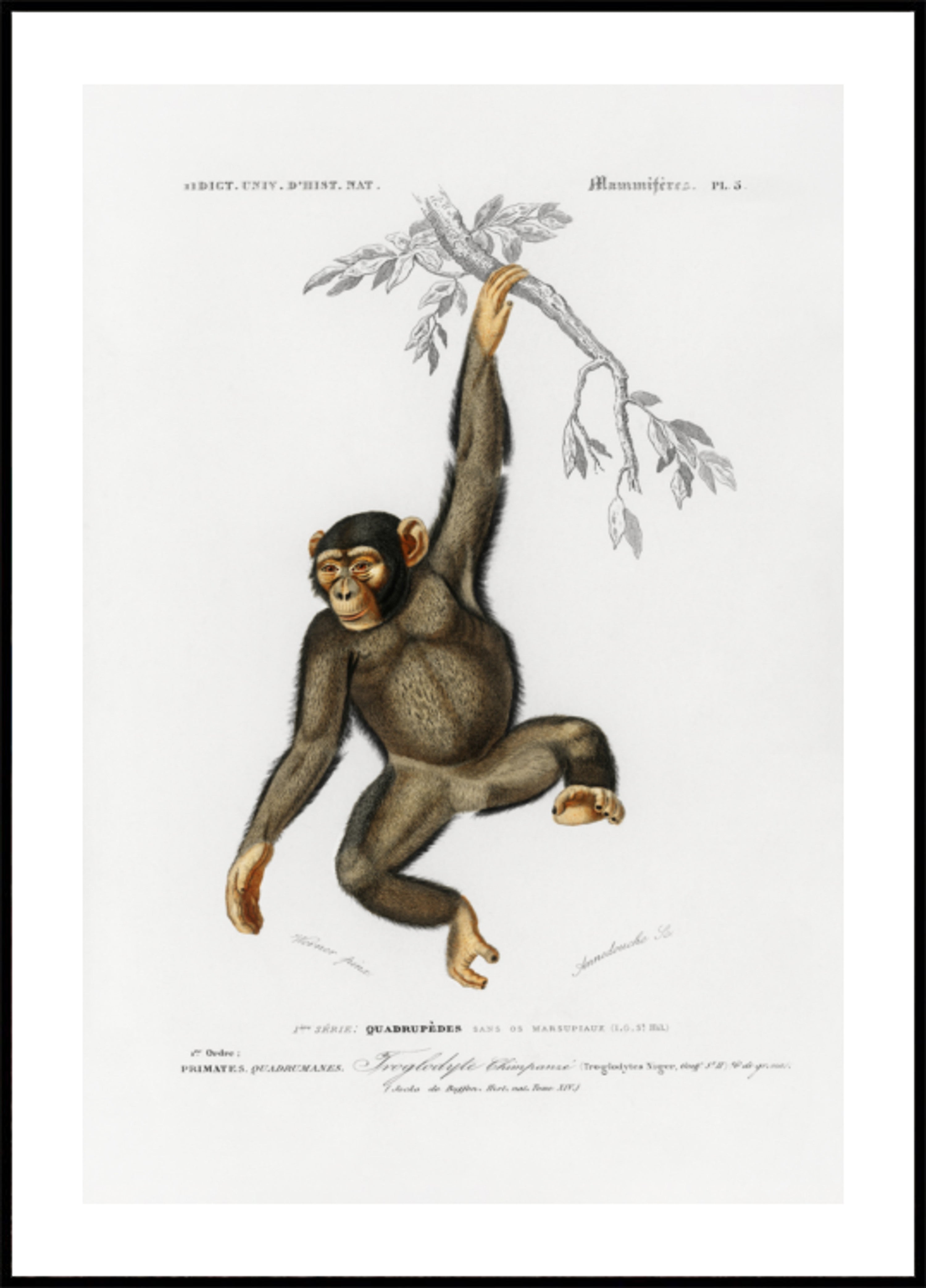 chimpancé