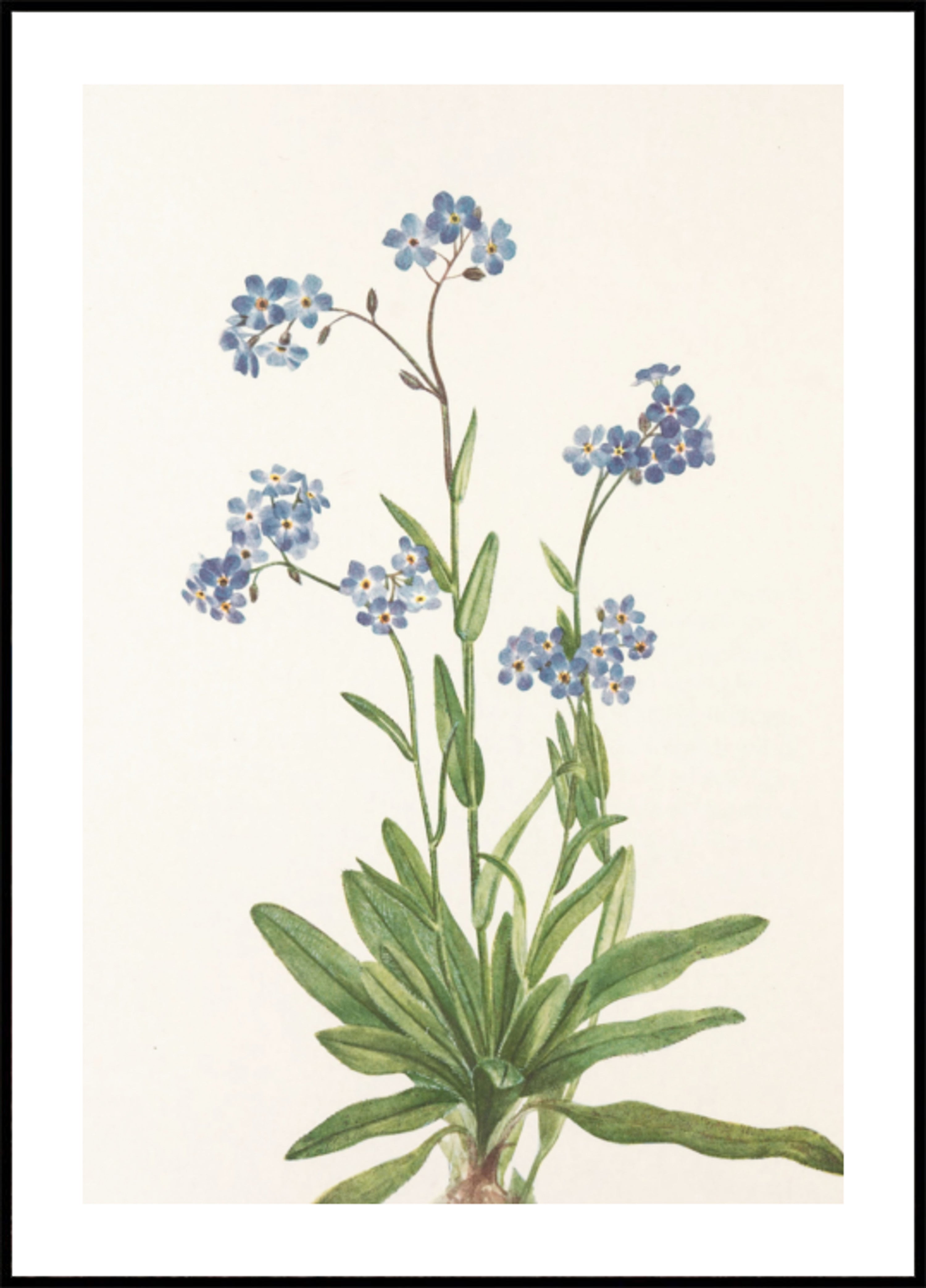 No me olvides alpino de las flores silvestres de América del Norte (1925) de Mary Vaux Walcott