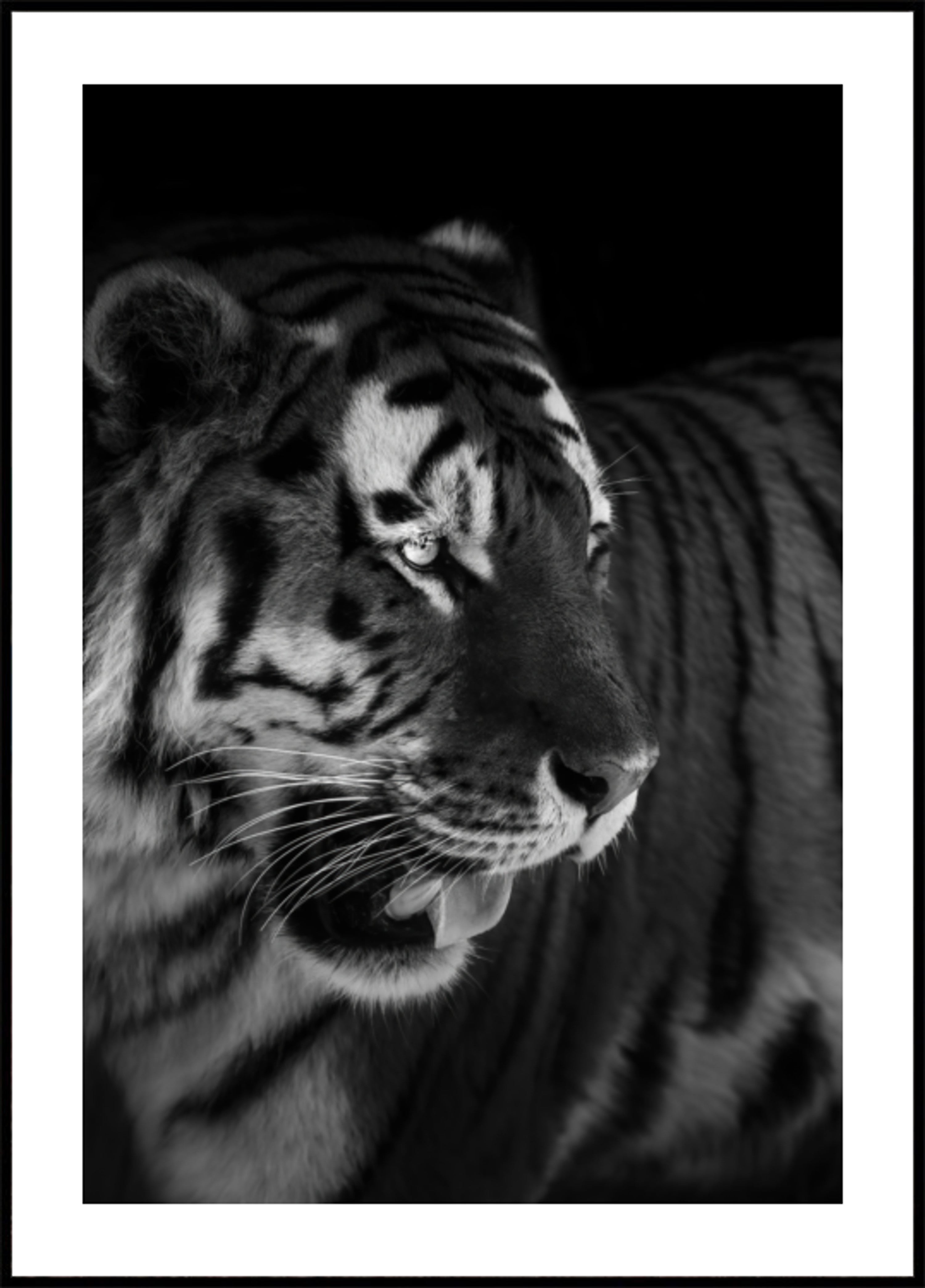 Retrato de tigre feroz