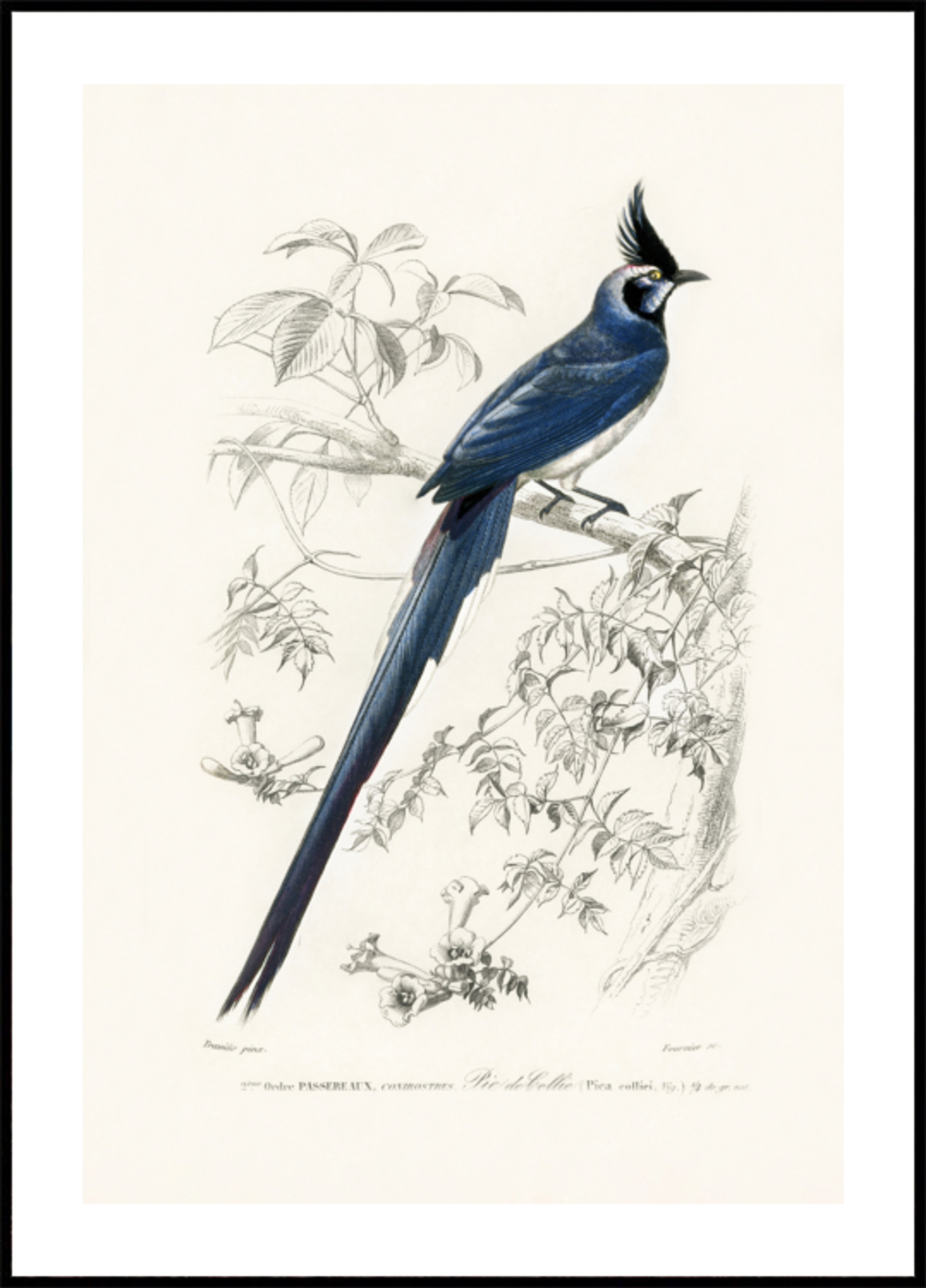 Urraca de garganta negra Jay