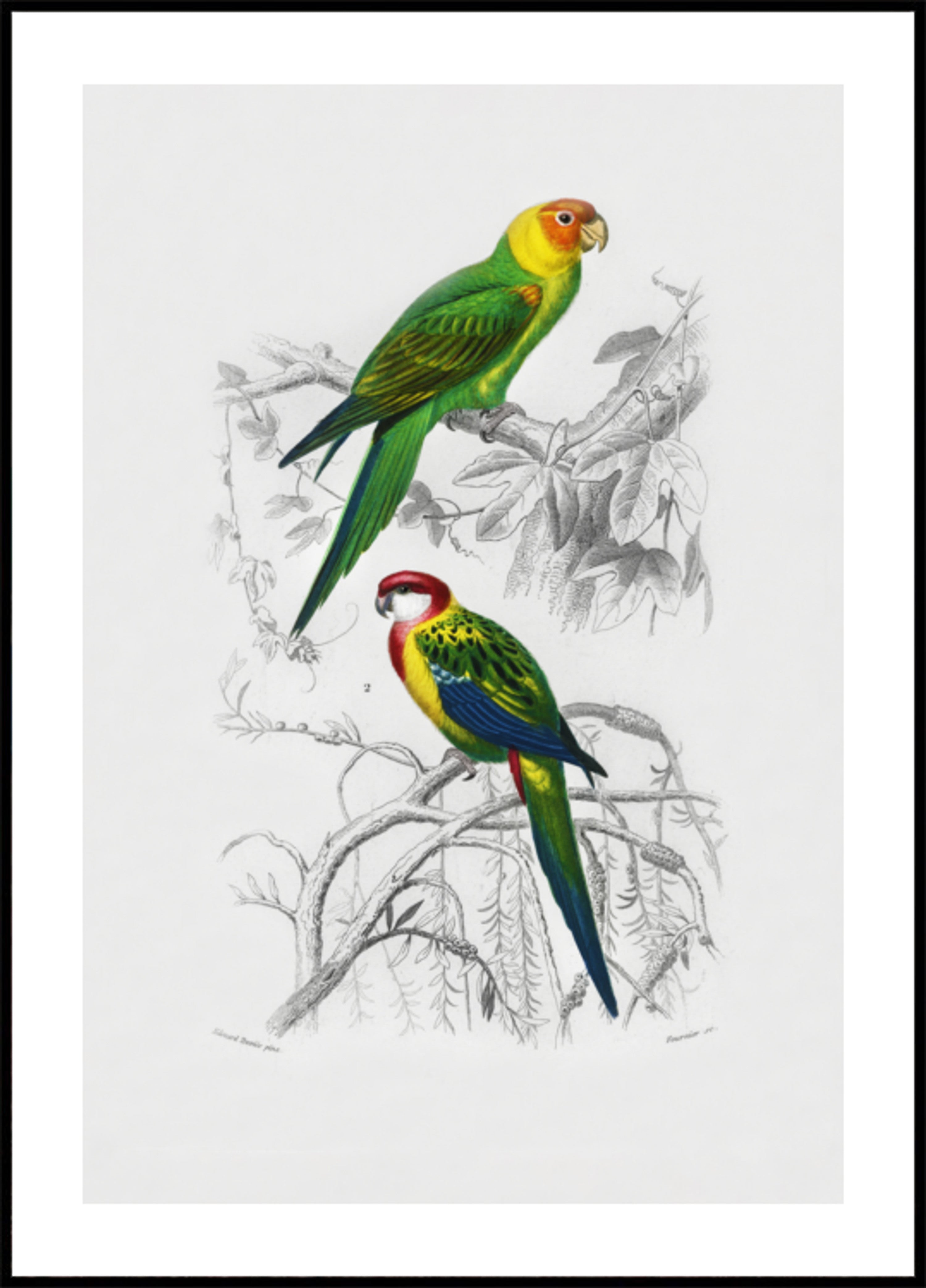 Aves