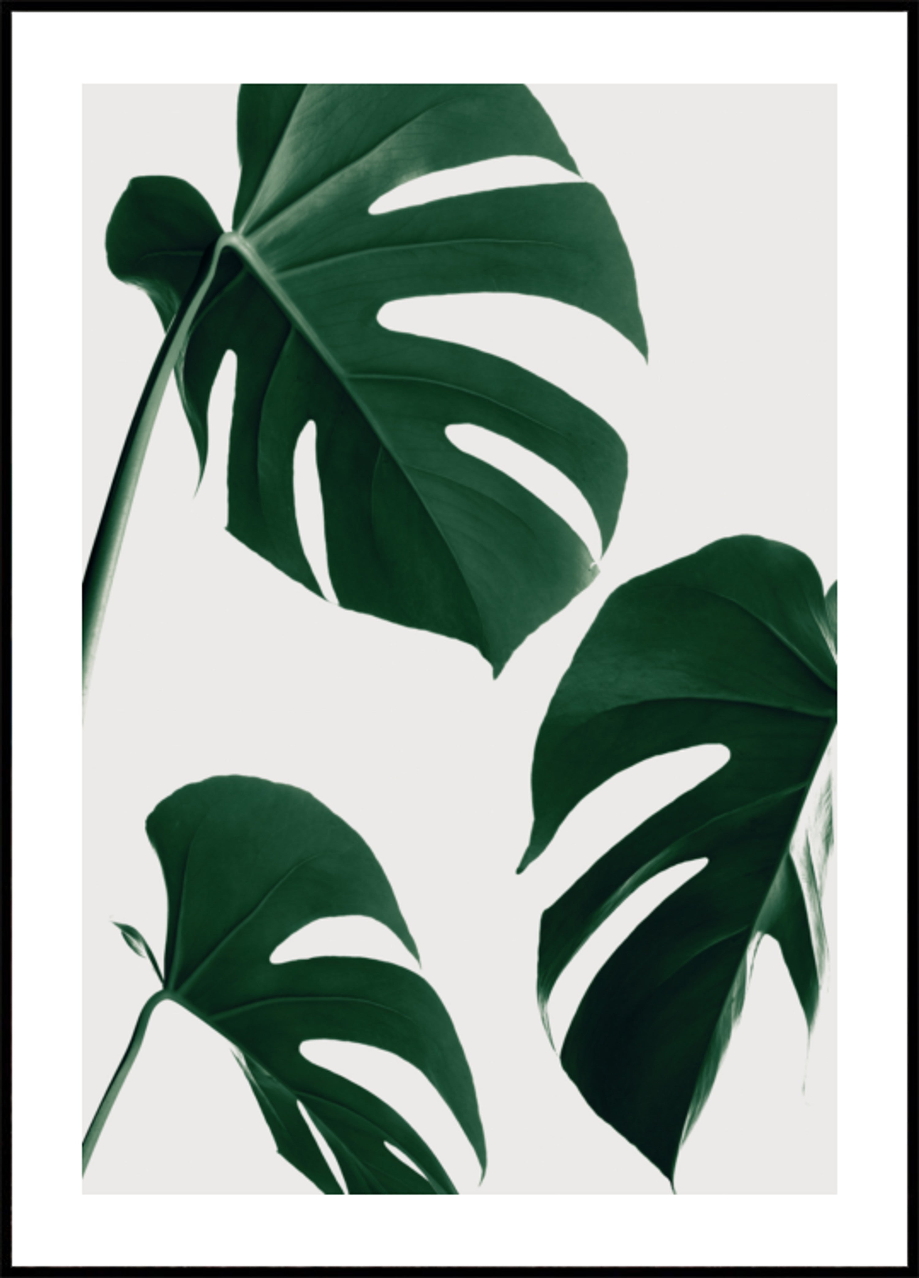Hojas verdes frescas de monstera