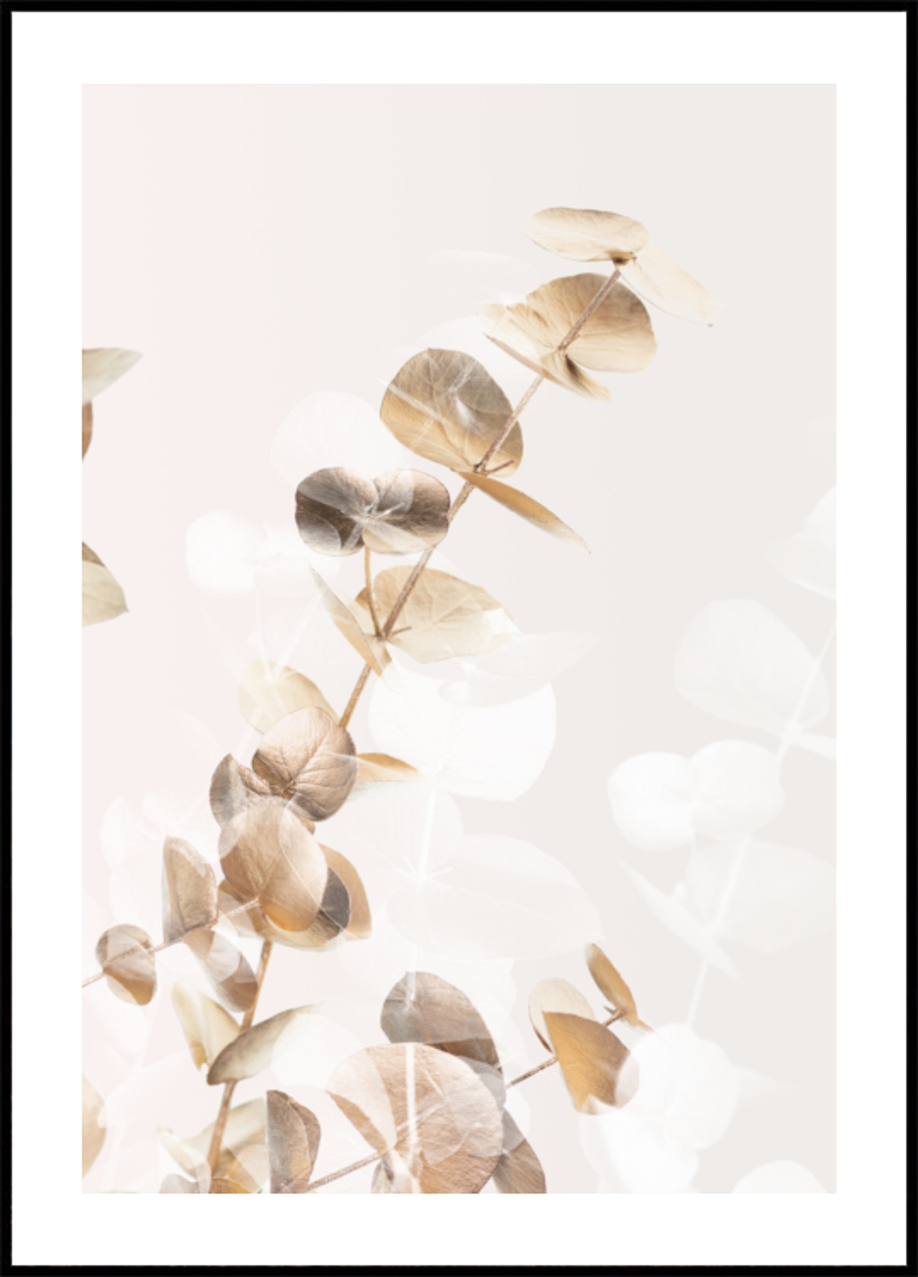 Hojas suaves de eucalipto
