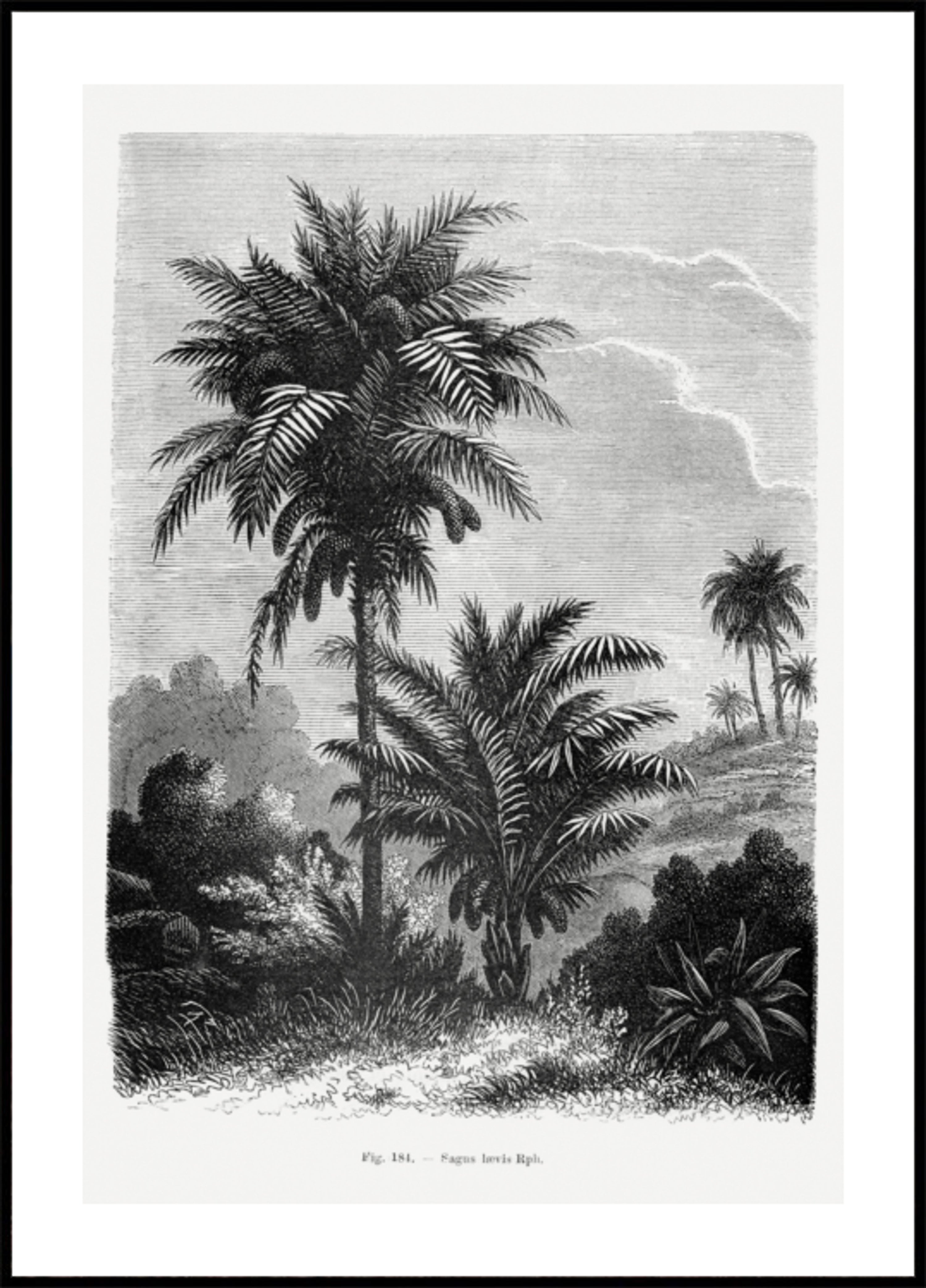 Dibujo de palmera vintage V