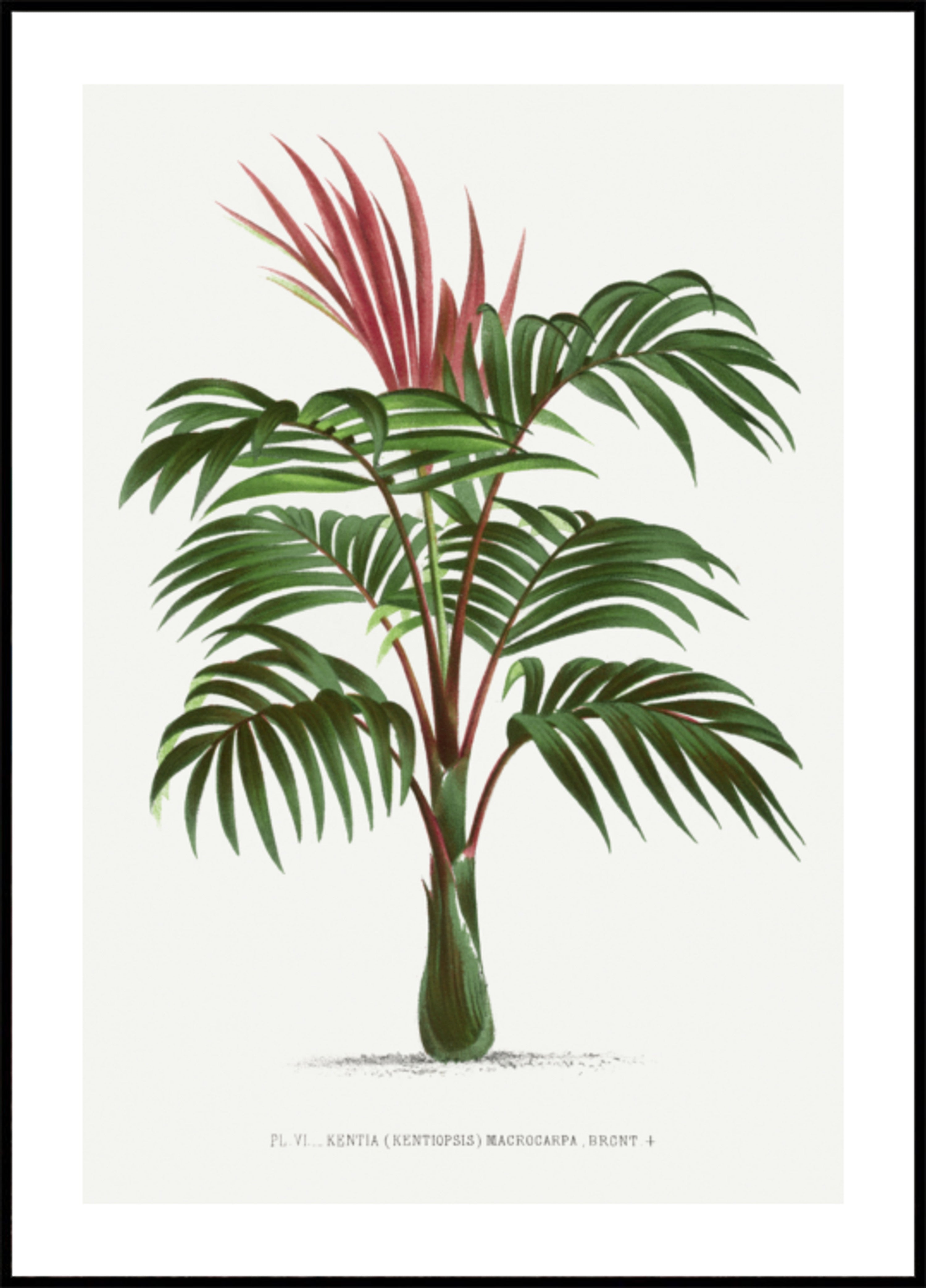 kentiopsis